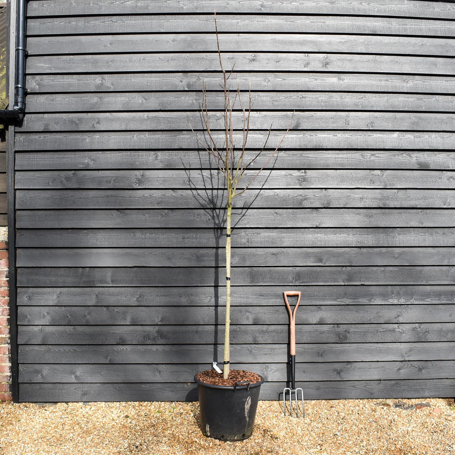 Magnolia 'Flamingo' - Clear stem 120cm - Height 250-280cm - Girth 8-10cm - 50lt