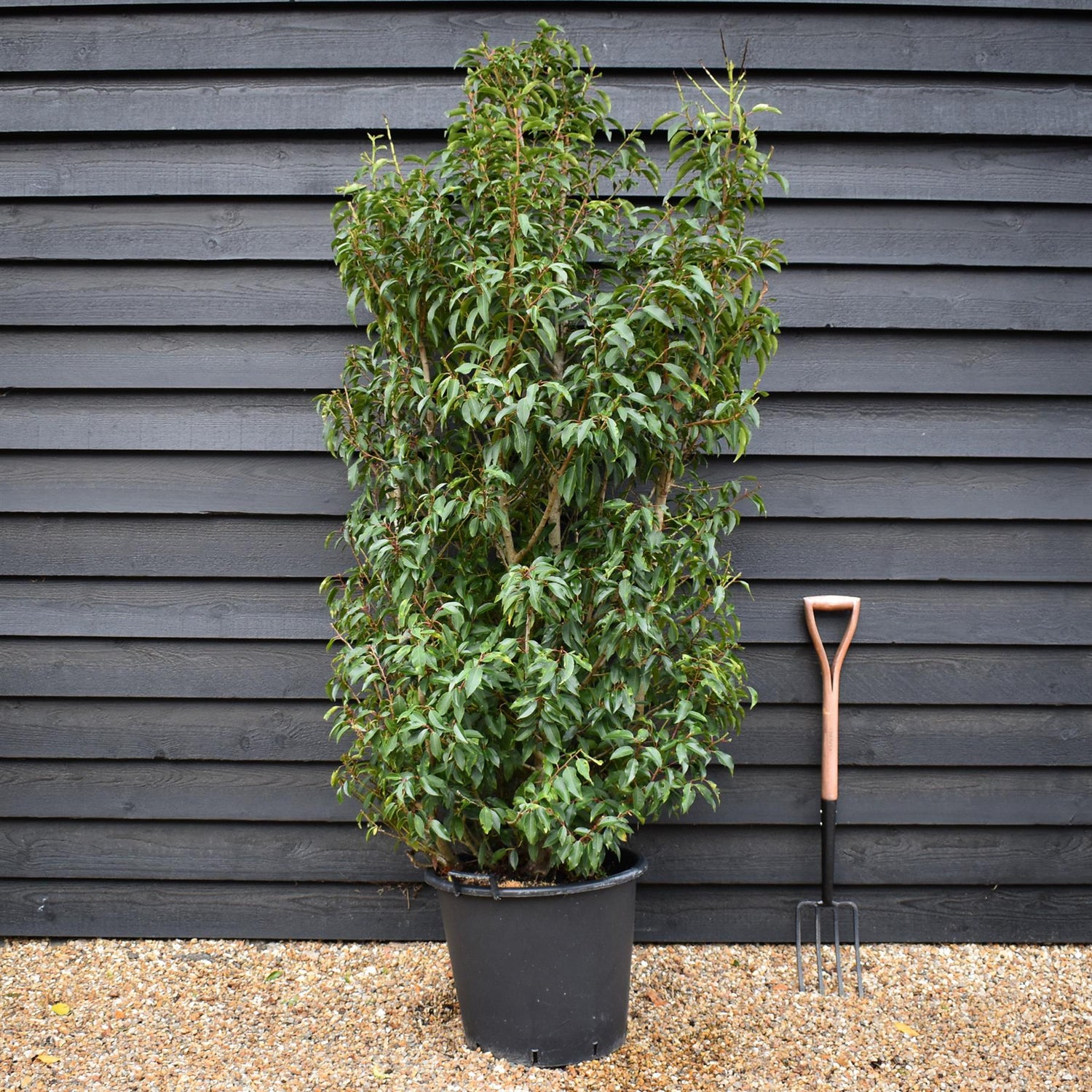 Prunus lusitanica 'Myrtifolia' - Bushy - 200-220cm - 50lt