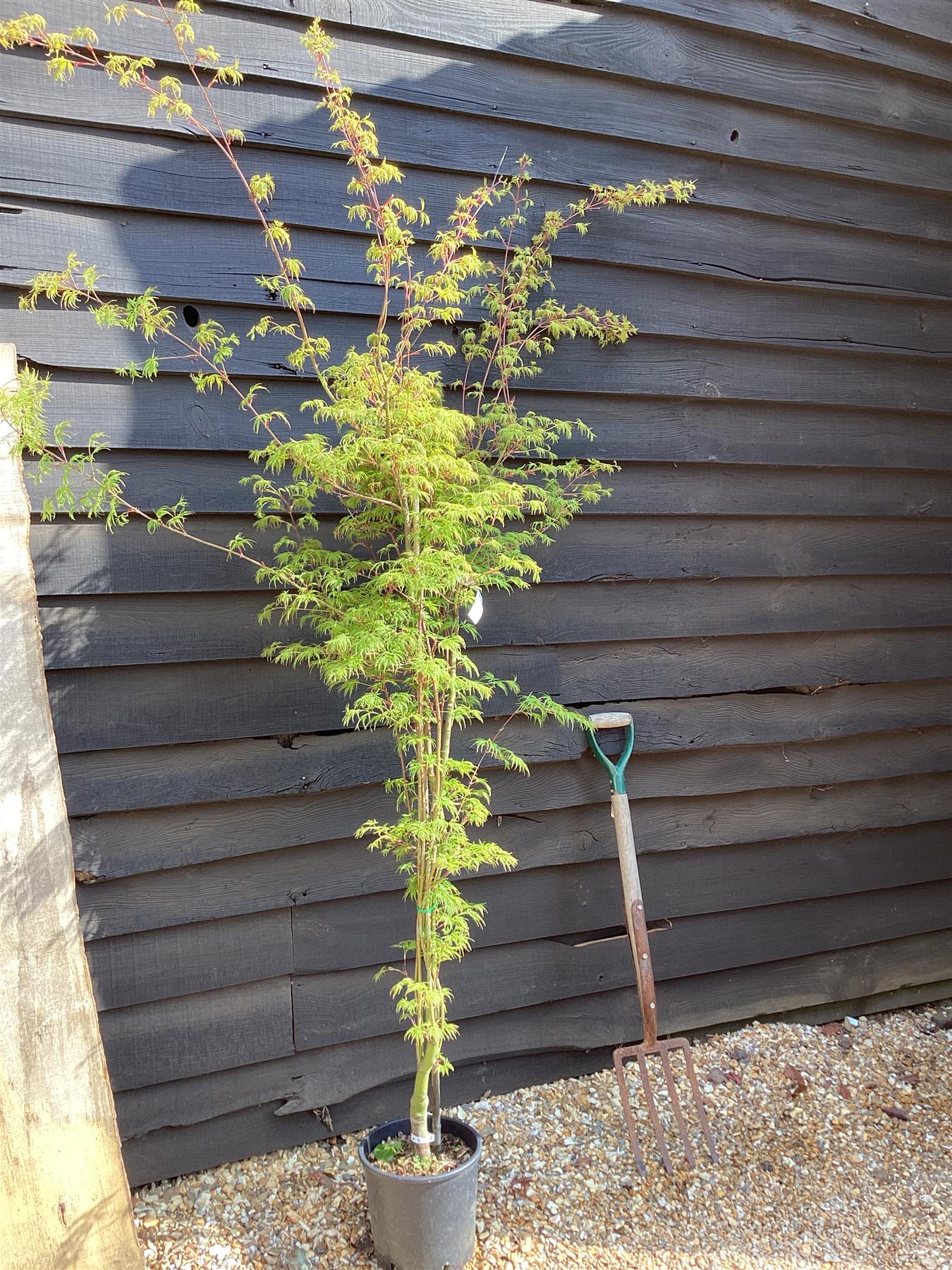 Acer palmatum Seryru 1/2 std | Japanese maple 'Seiryu', Clear Stem - 120-150cm, 10lt