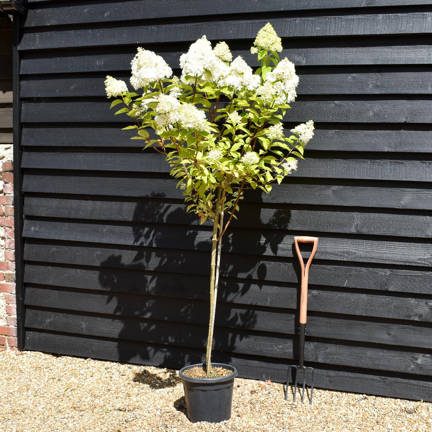 Hydrangea paniculata 'Early Harry' -  Clear Stem 90-100cm - Height 140-160cm - 15lt