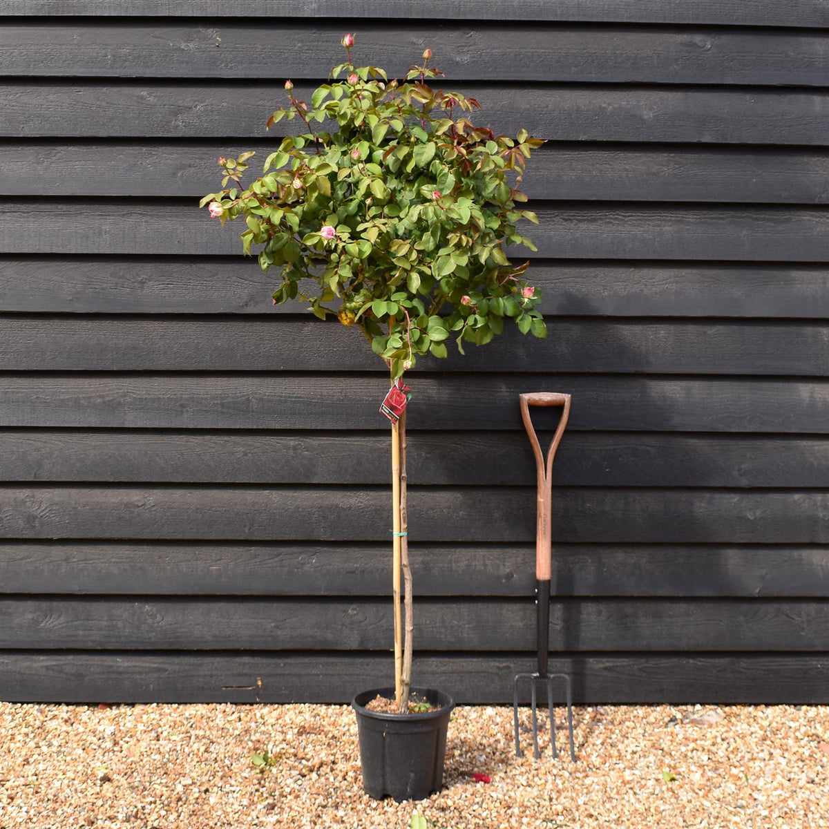 Rose 'Bengala' - Clear Stem 80-90cm - Height 130-160cm - 18lt