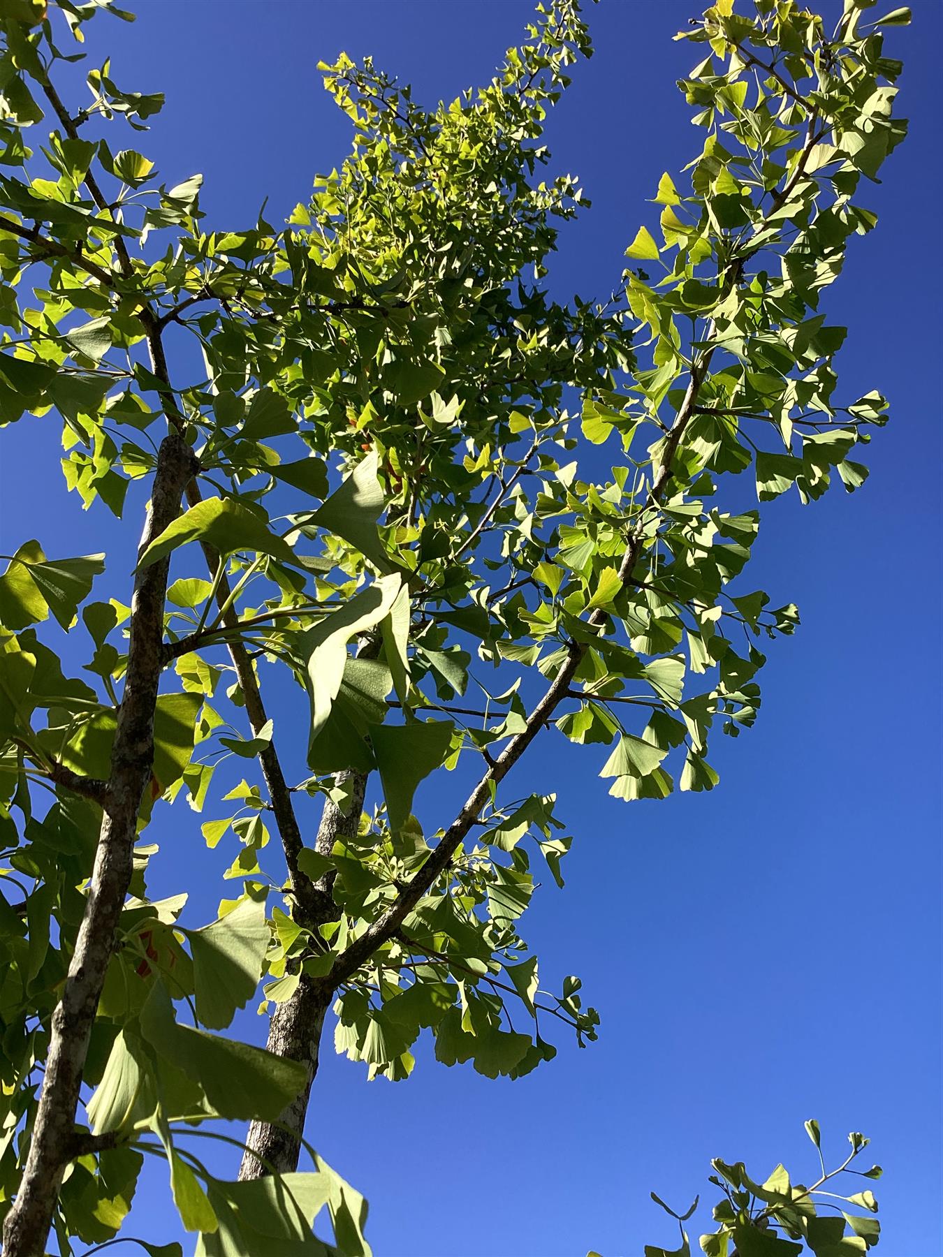 Ginkgo biloba | Maidenhair Tree - 400-450cm, 70lt