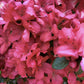 Azalea Japonica Aladdin Scout| Rhododendron Aladdin Scout - 70-80cm, 15lt