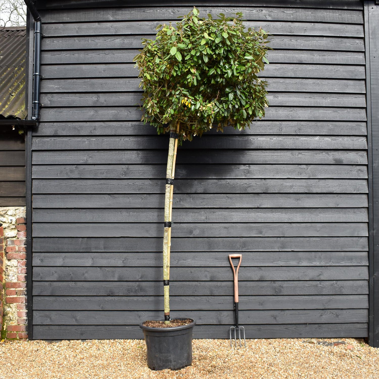 Elaeagnus ebbingei | Ebbing's Silverberry - Standard - Clear Stem 190cm - Girth 12-14cm - Height 280-300cm - 70lt
