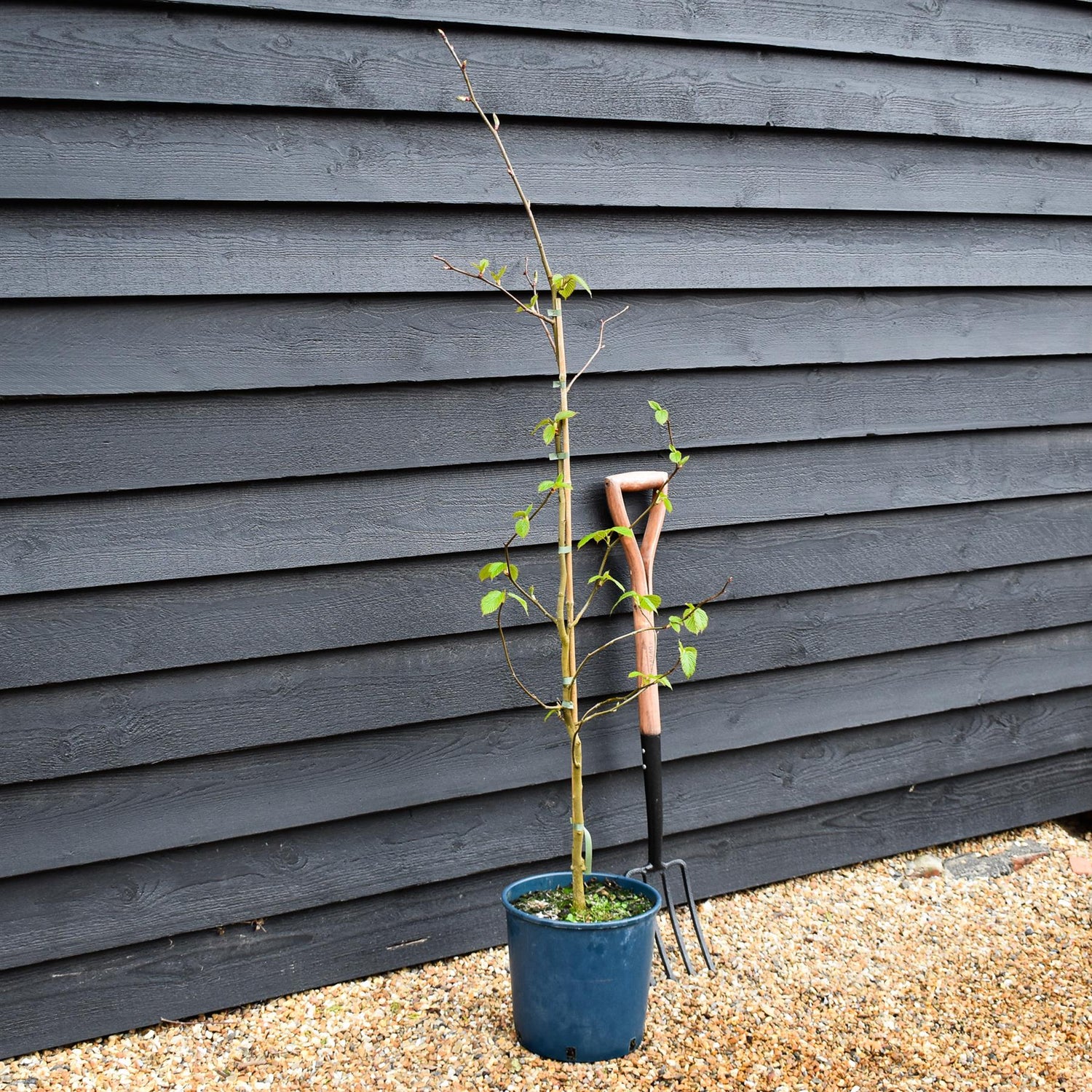 Davidia involucrata | Hankerchief Tree - Height 150-170cm - 12lt