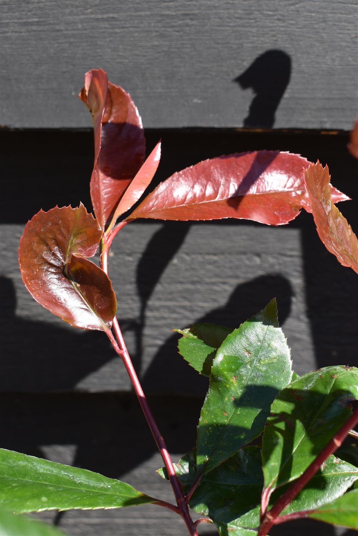 Photinia x fraseri Red Robin - 15-20cm, 3lt
