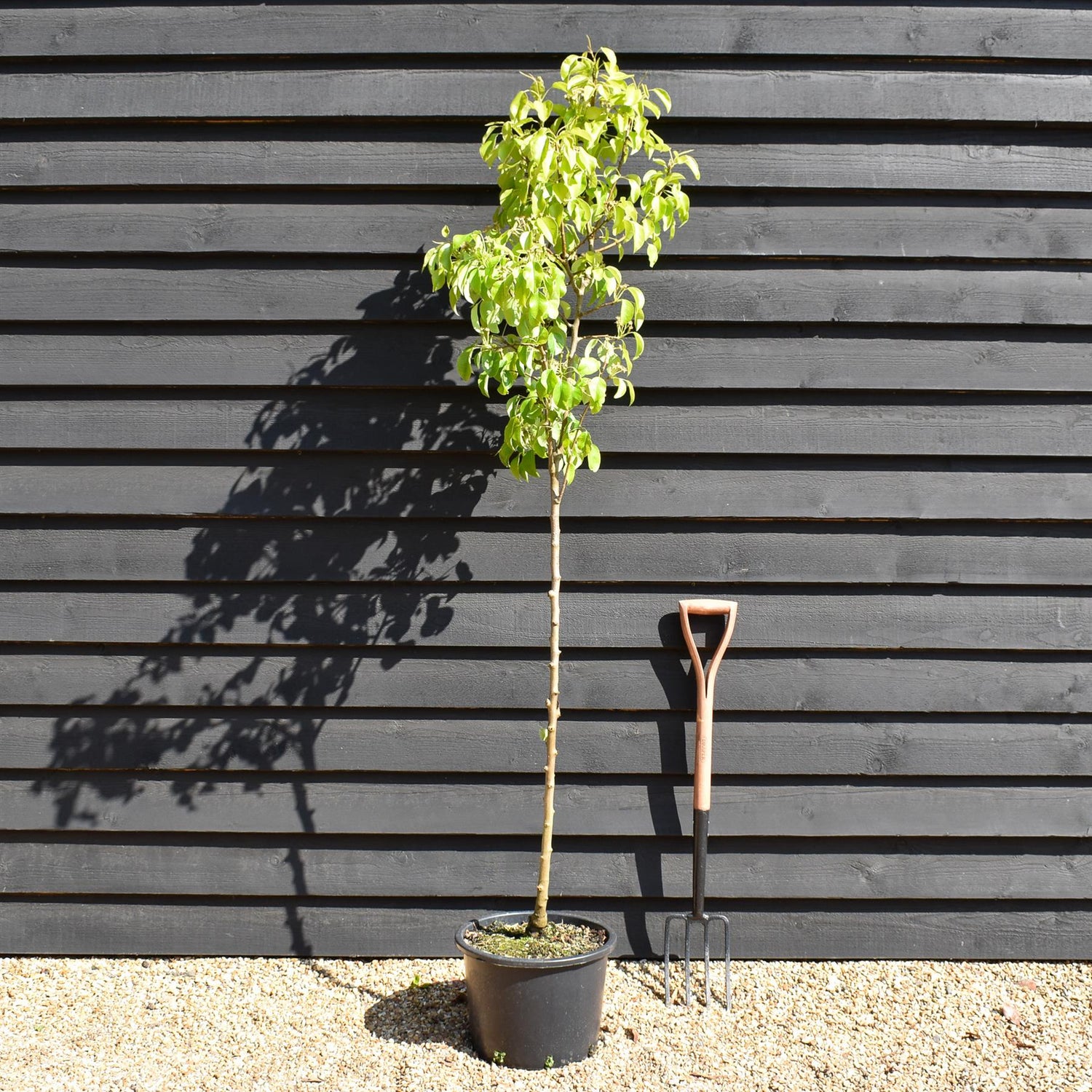 Pear 'Beurre Hardy' | Pyrus communis - Semi Dwarfing - Height - 160-180cm - 20lt