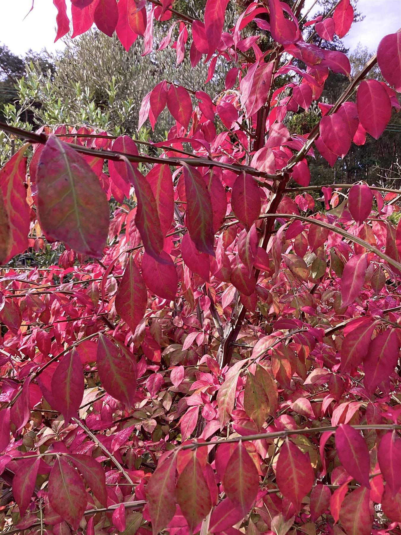 Euonymus alatus | Winged Spindle Tree - 125-150cm -70lt
