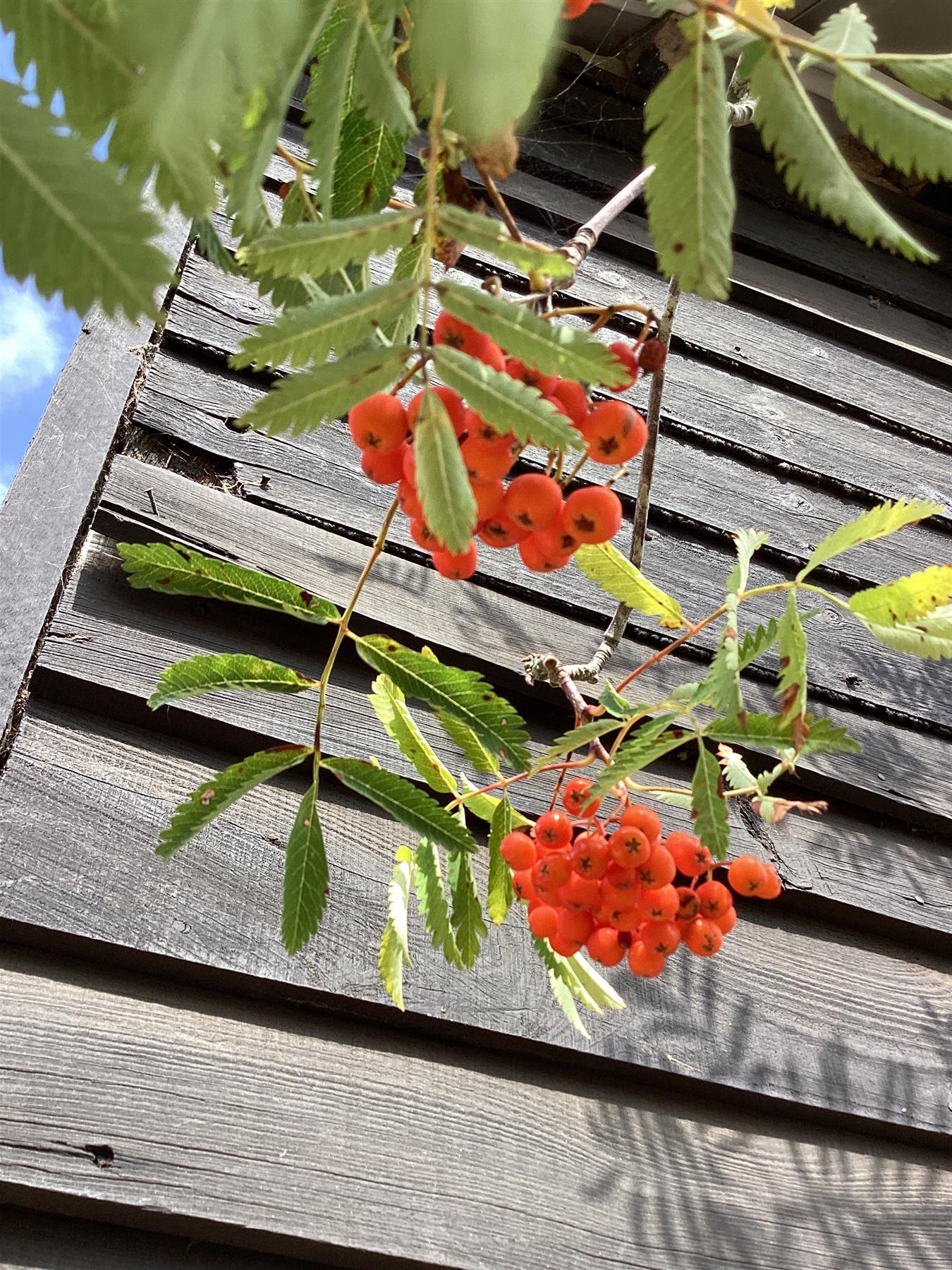Sorbus aucuparia Asplenifolia Mountain Ash 1/2 std, Clear Stem - 240-280cm, 70lt