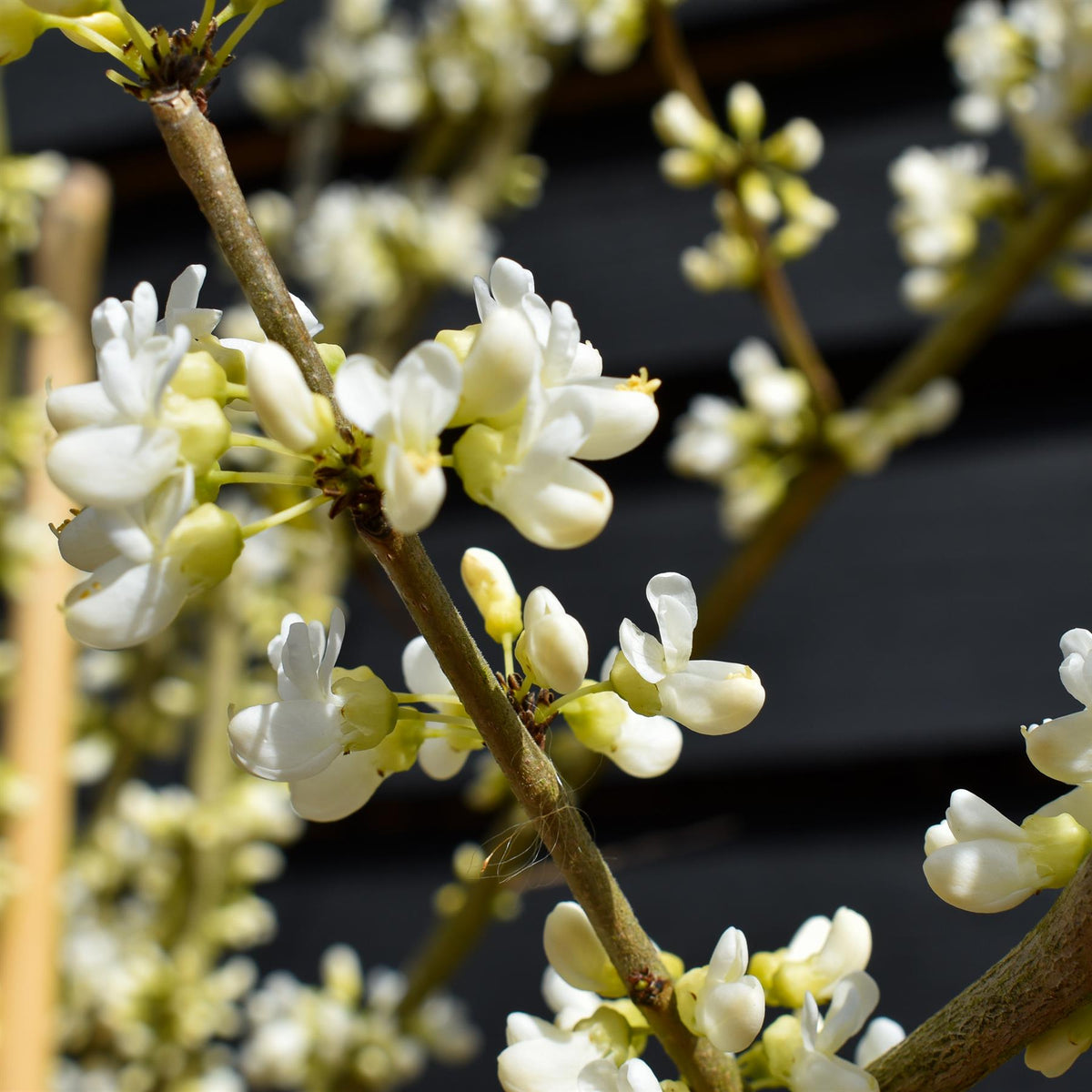 Cercis chinensis Shirobana- Height 180-220cm - Bushy - 10lt