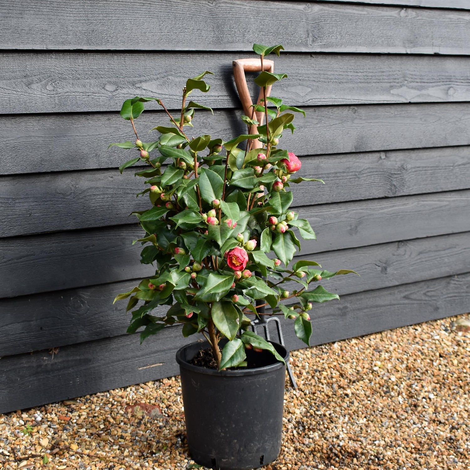 Camellia reticulata 'Mary Williams' - Height 50-60cm - 12lt