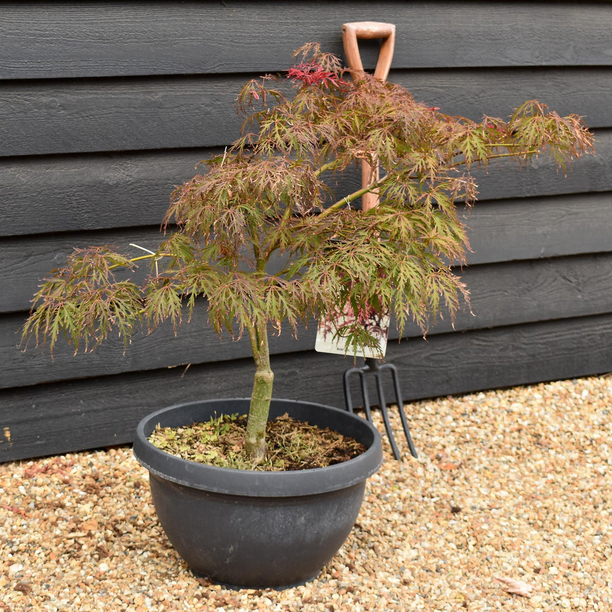 Garnet Japanese Maple | Acer palmatum 'Garnet'  Weeping -  Clear Stem 30-40cm - Height 80-90cm - 40lt