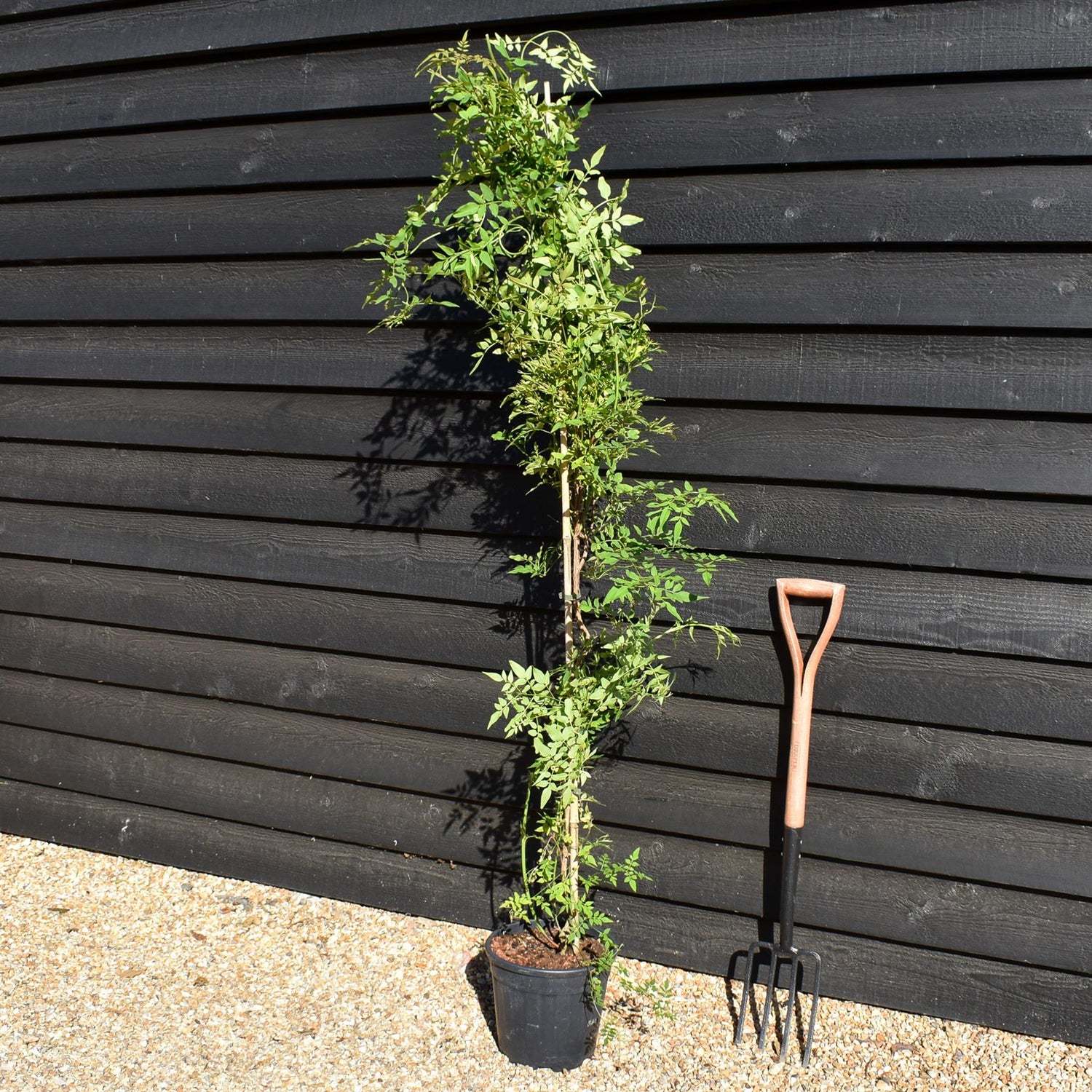 Jasminum officinale | Jasmine -  Height 90-110cm - 9lt