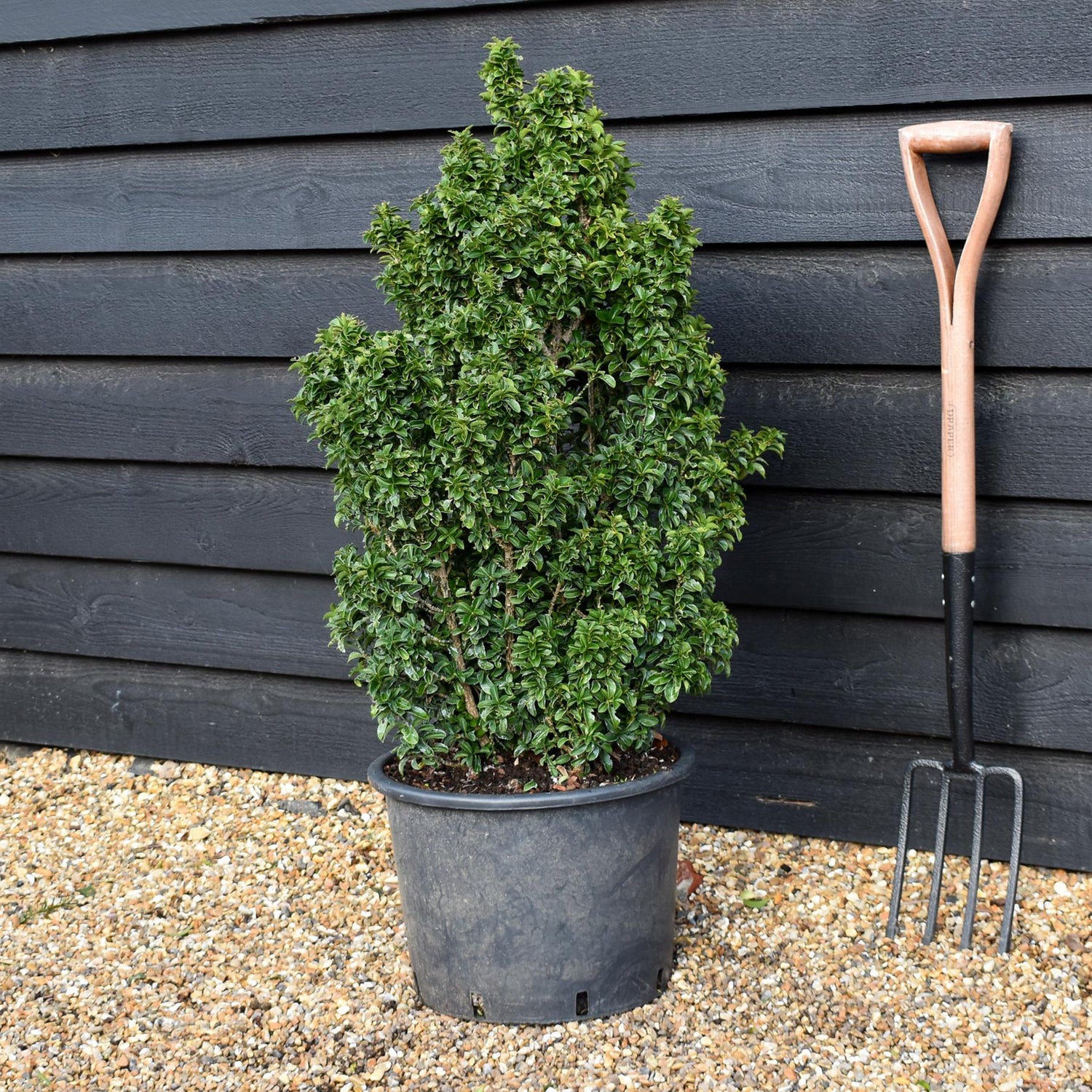 Euonymus japonicus 'Green Spire' - Height 80-90cm - 30lt