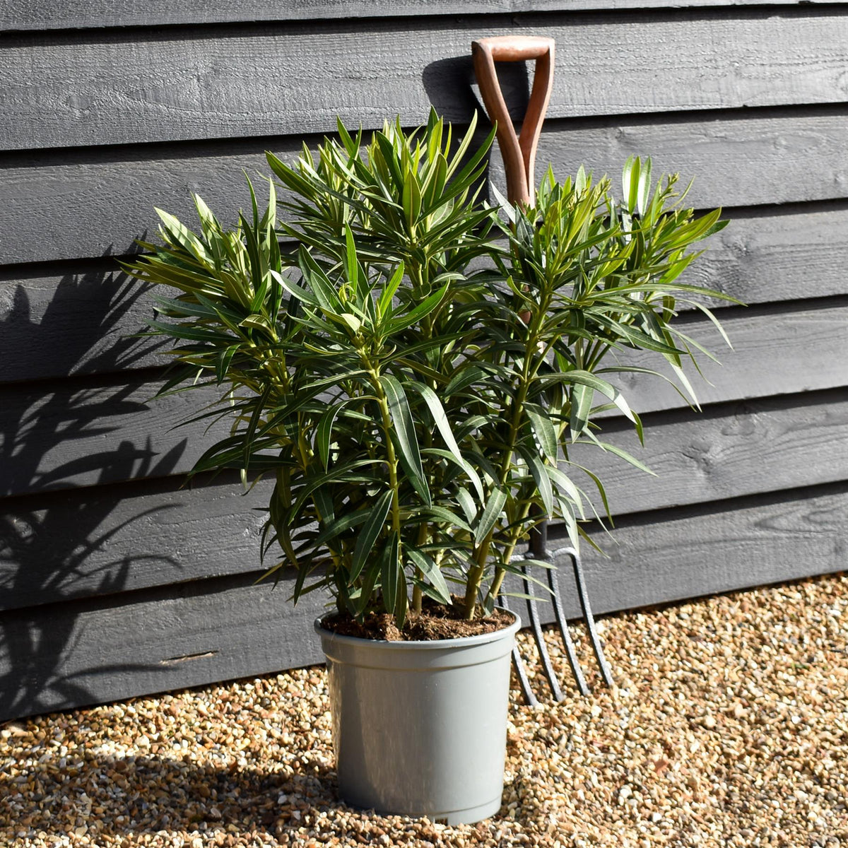 Nerium oleander - Nerium oleander - Bushy - White/Cream - Height 50-60cm - 10lt