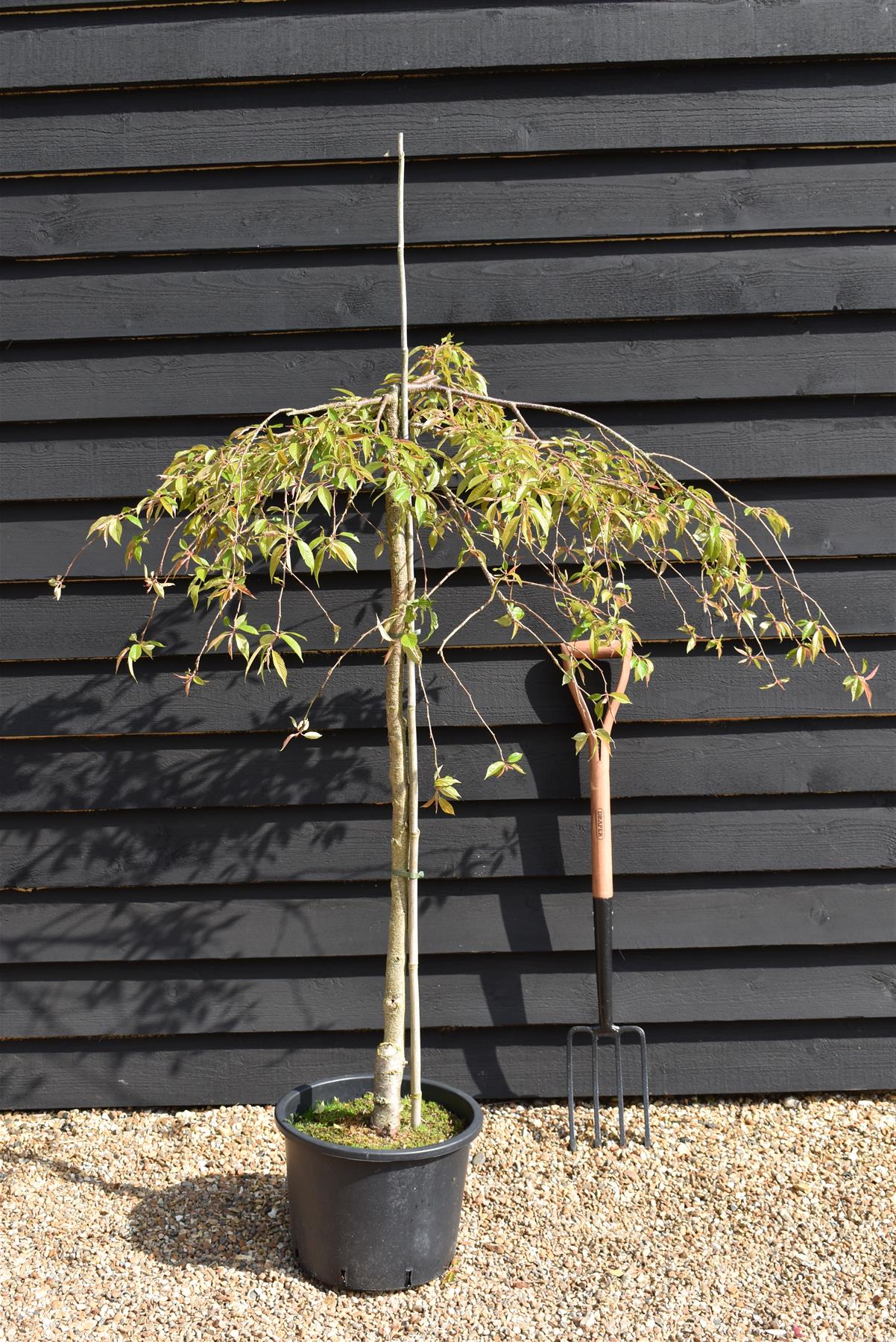 Prunus Marie Mallet | Weeping Marie Mallet - 110-130cm, 20lt