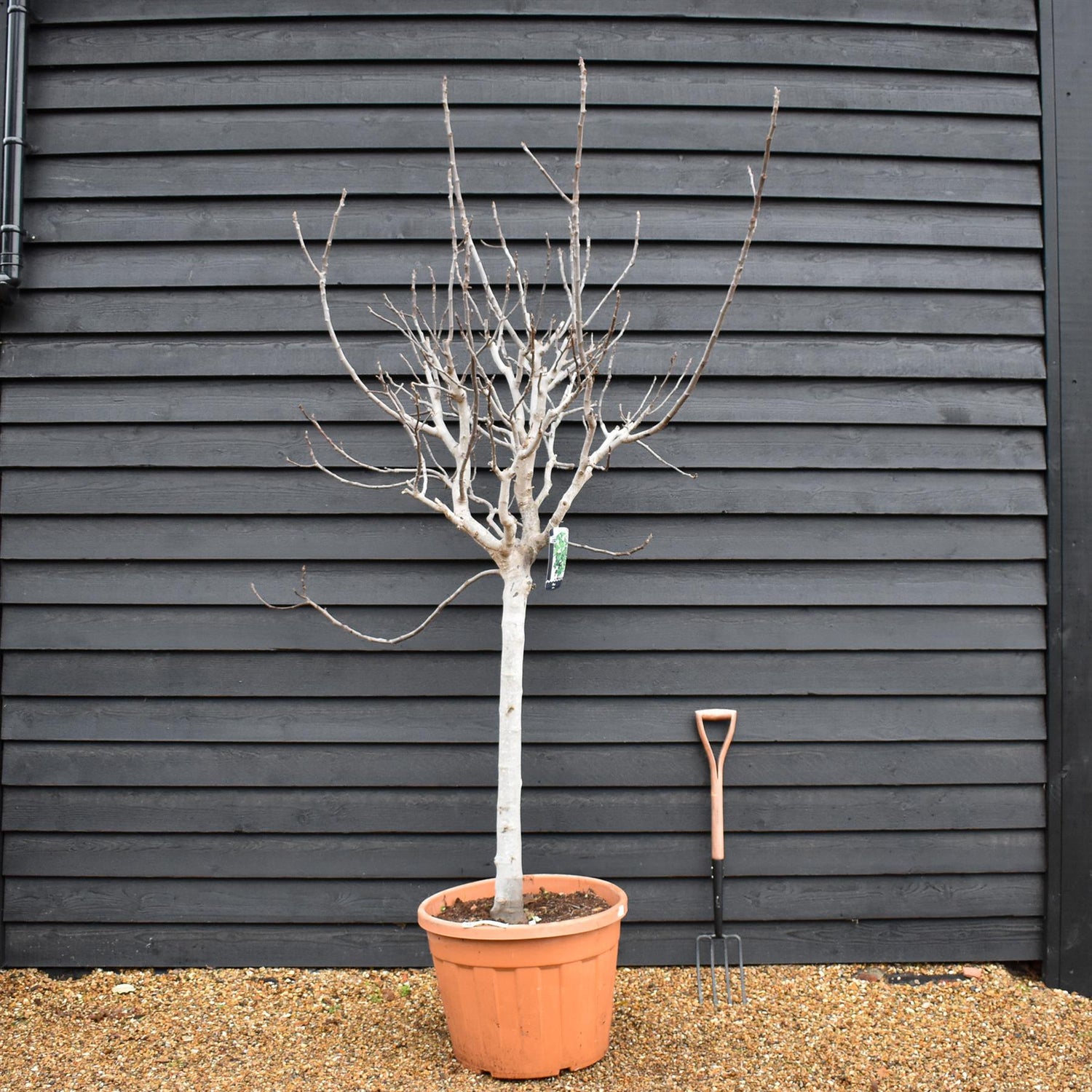 Fig - Ficus carica - Clear Stem 90cm - Girth 23cm - Height 230-250cm - 90lt