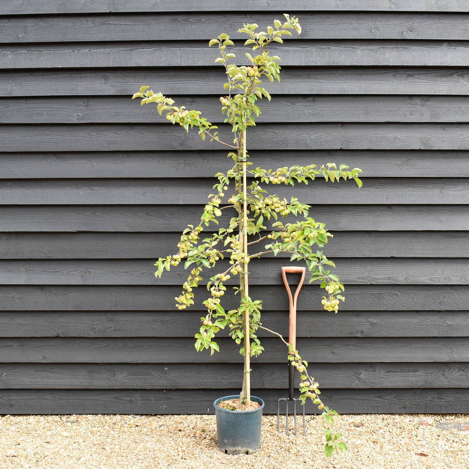 Crab apple | Malus 'Butterball'  - 160-200cm - 12lt