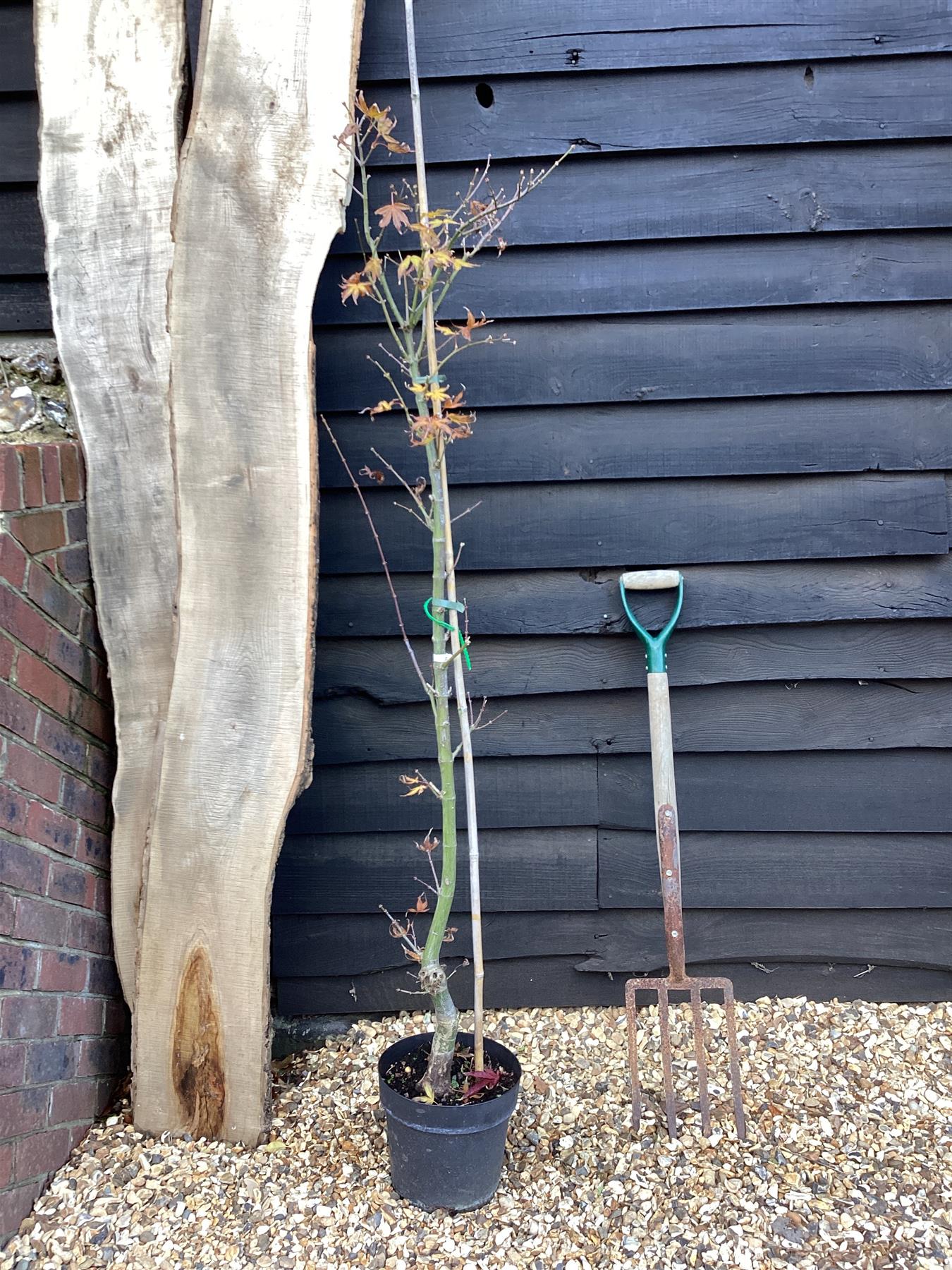 Acer palmatum 'Scolopendriifolium Atropurpureum' | Bamboo-Leaf Japanese Maple - 100-150cm, 5lt