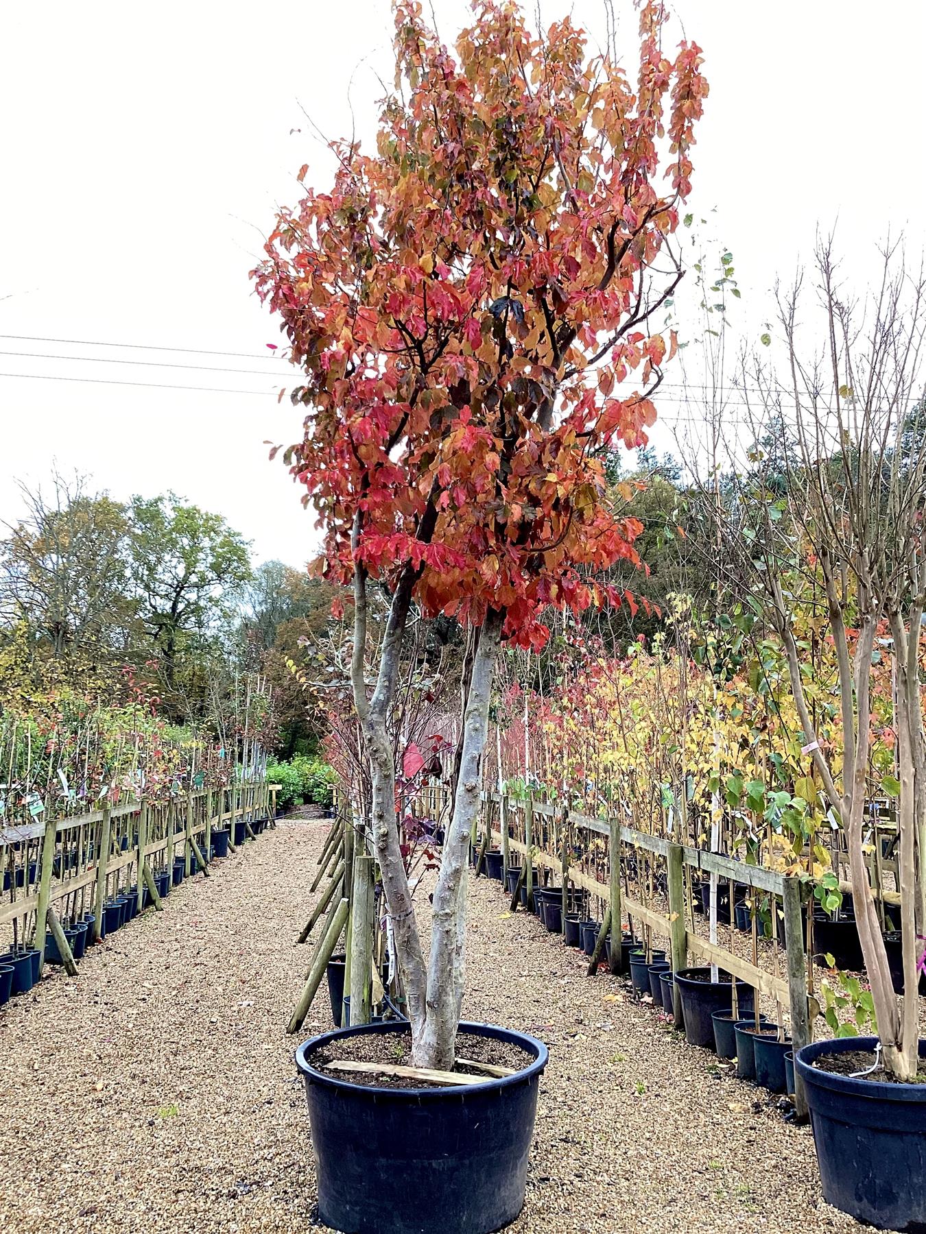 Parrotia Persica Multistem | Persian Ironwood - 400cm - 150lt