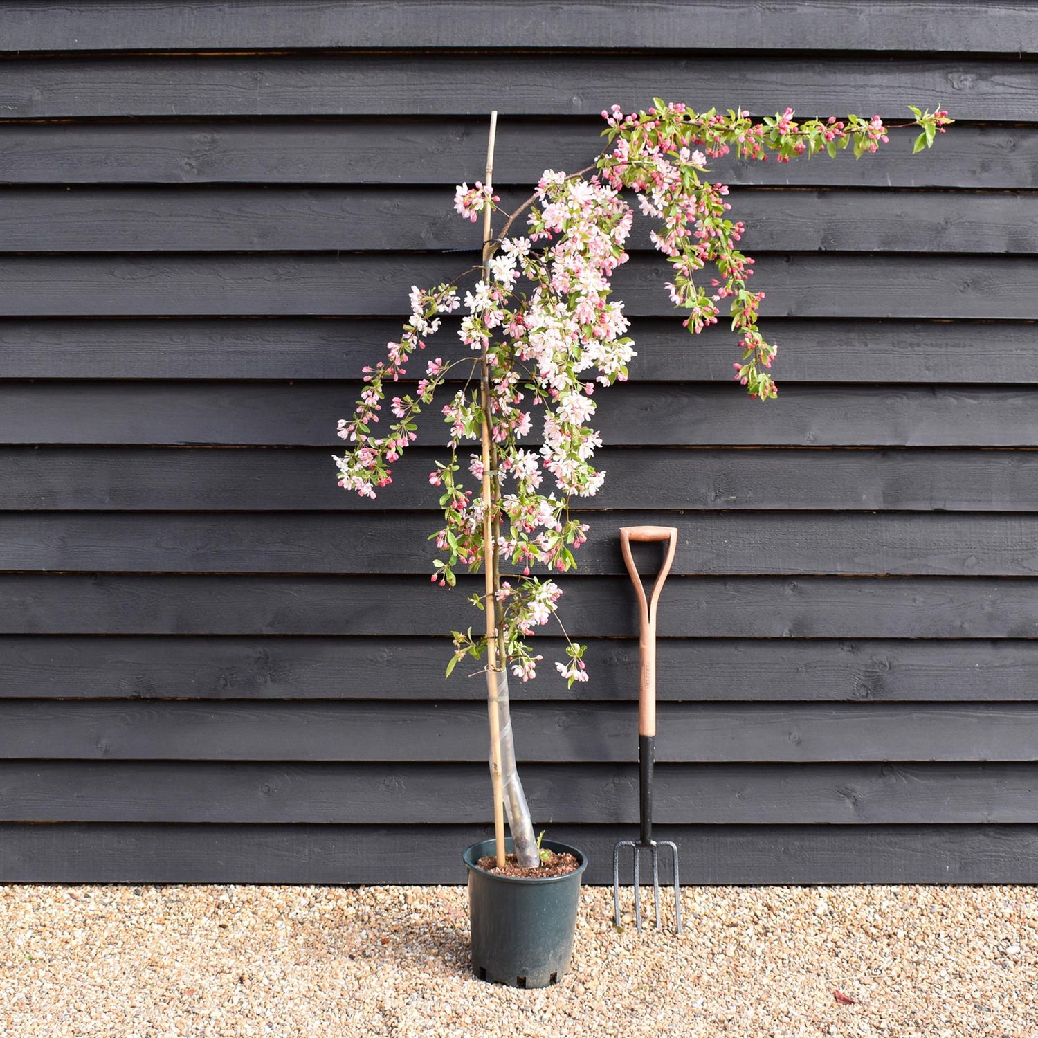 Malus Sun Rival | Weeping Crab Apple Tree - 160-180cm, 10lt
