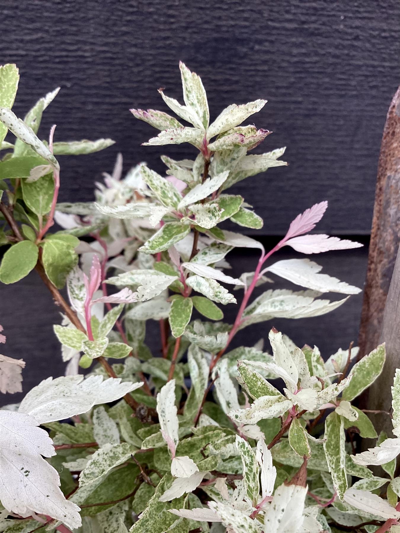 Spiraea x vanhouttei 'Pink Ice' | Bridalwreath 'Pink Ice' - 10-20cm - 3lt