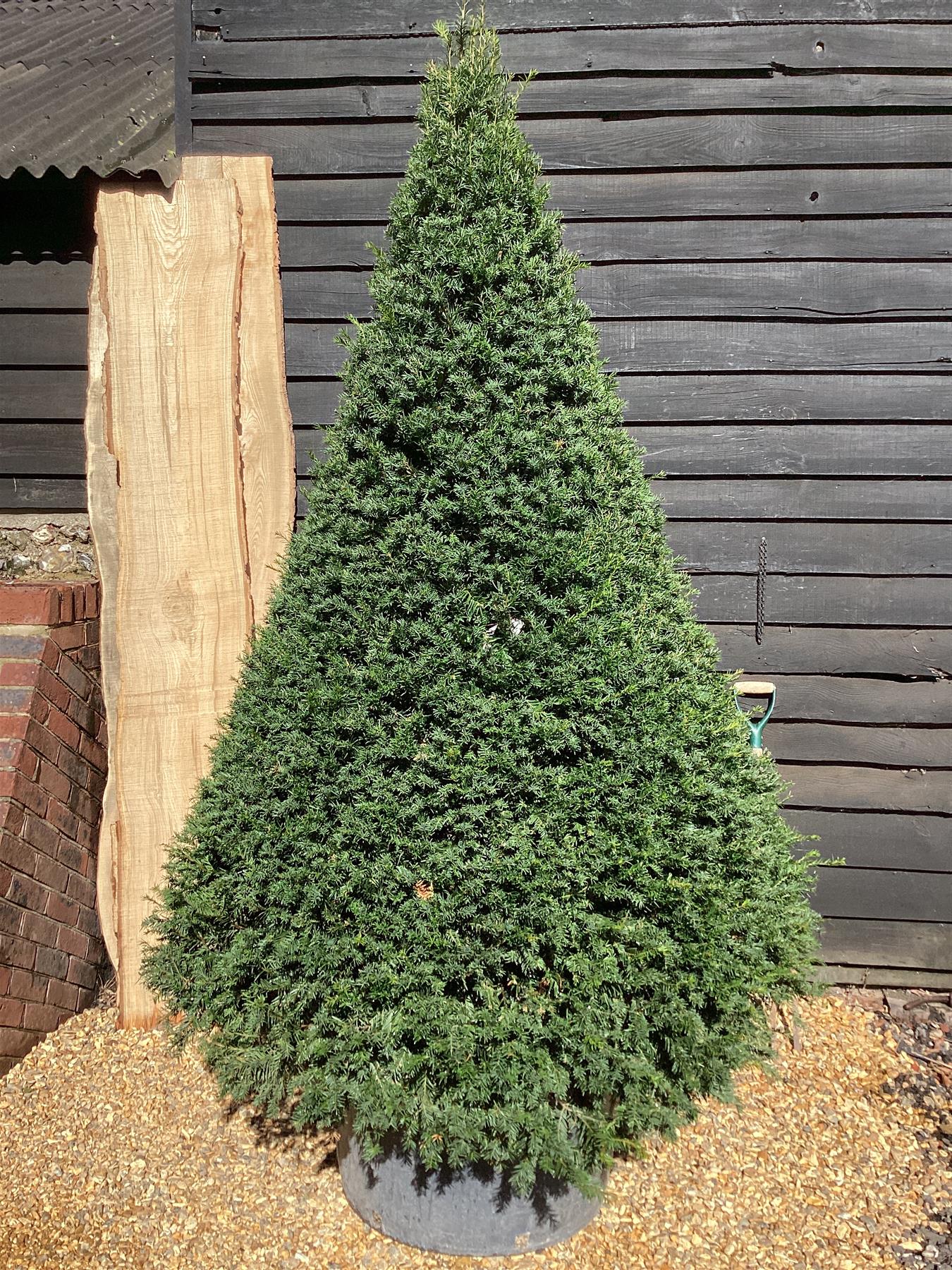 Taxus baccata - Cone - 270-280cm, 150lt