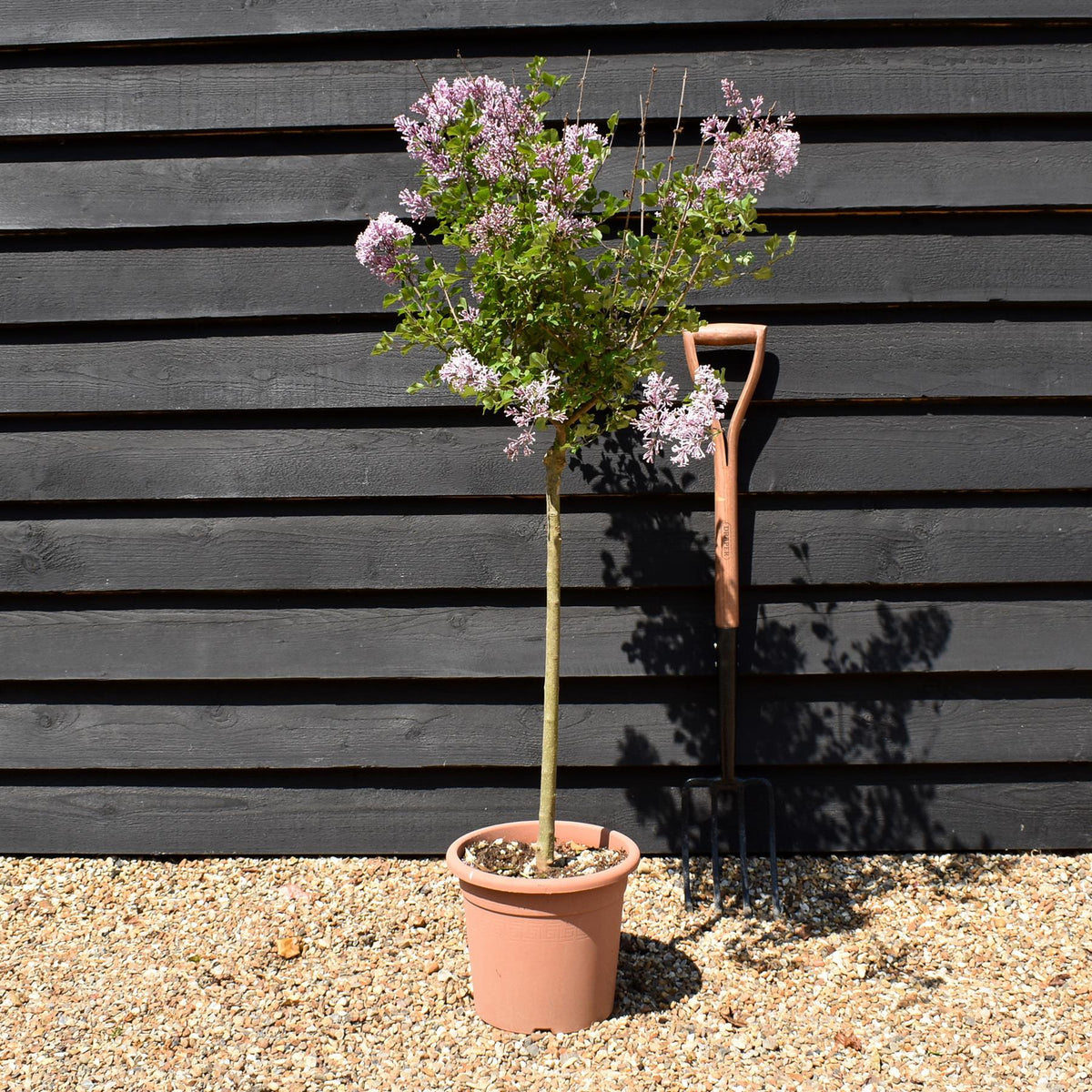 Syringa meyeri 'Palibin' - Stem 60cm - Height 110-120cm - 9lt