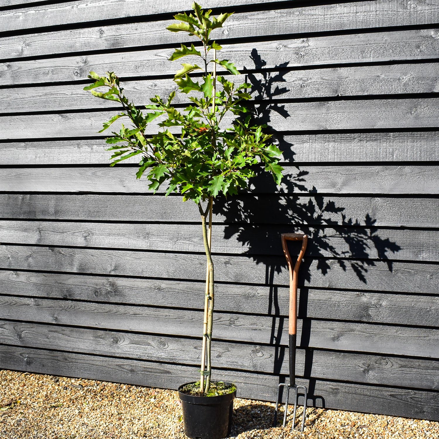 Shumard oak | Quercus shumardii - Height 160-180cm - Pot Grown - 10lt