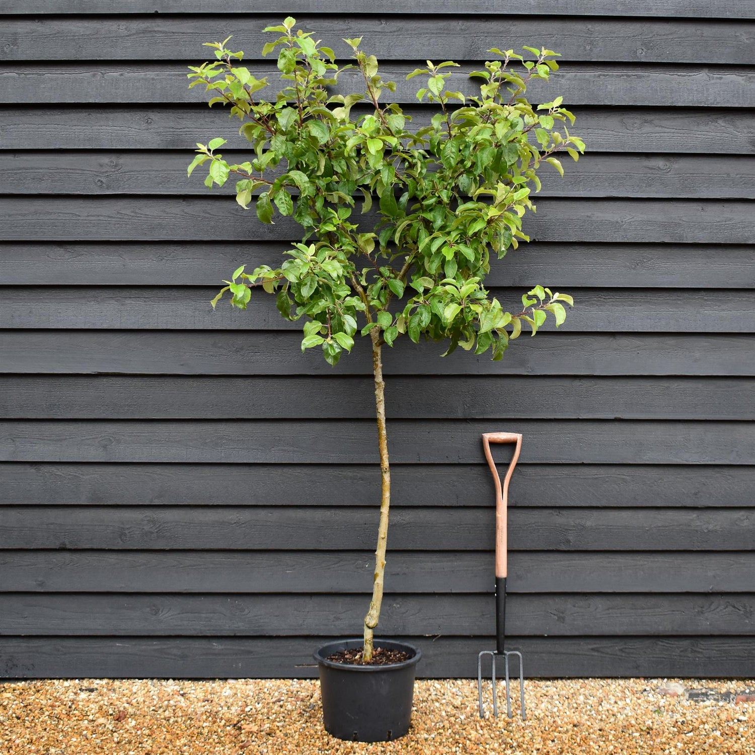 Apple tree 'King of the Pippins' | Malus Domestica - Semi Dwarfing - 170-180cm - 20lt