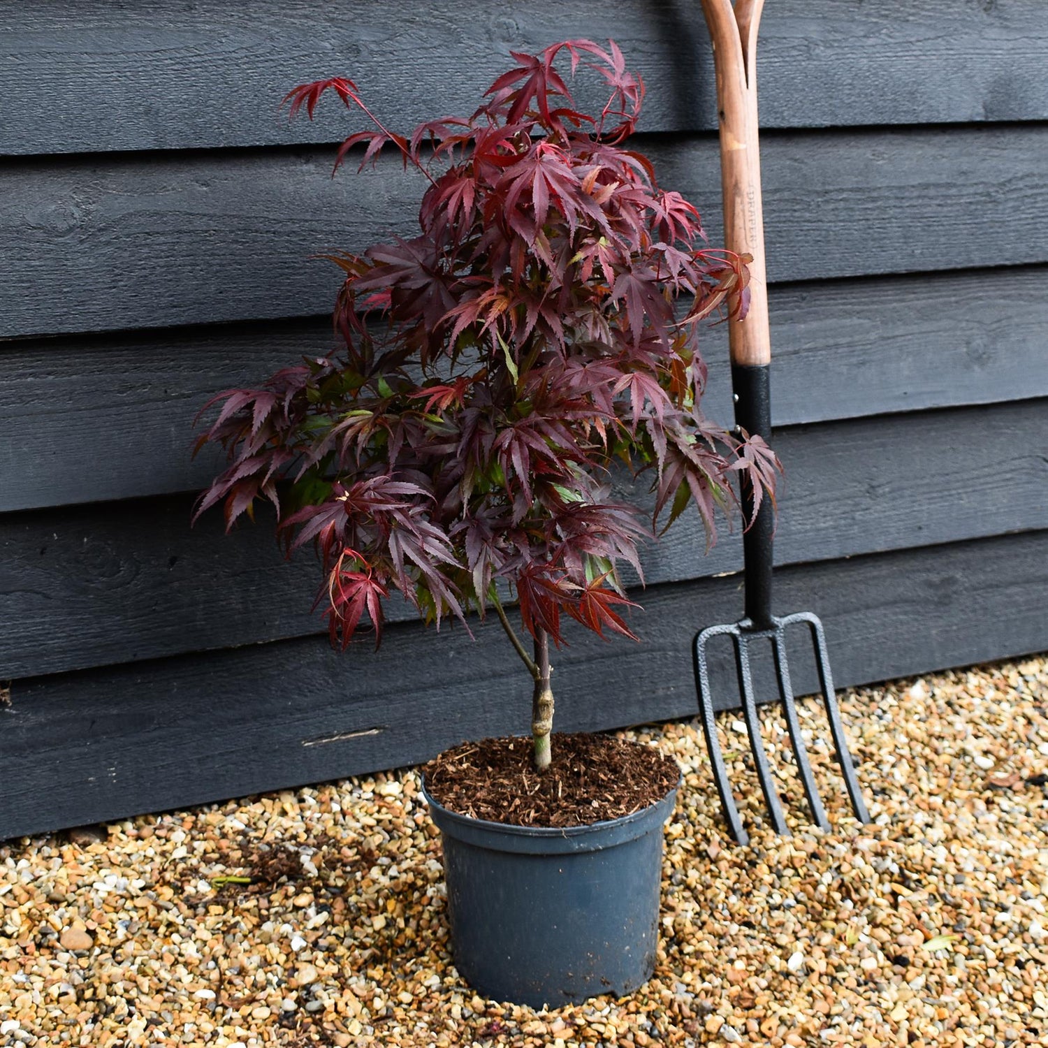 Japanese Maple | Acer palmatum 'Pixie' - Tree - Height 60-70cm - 5lt