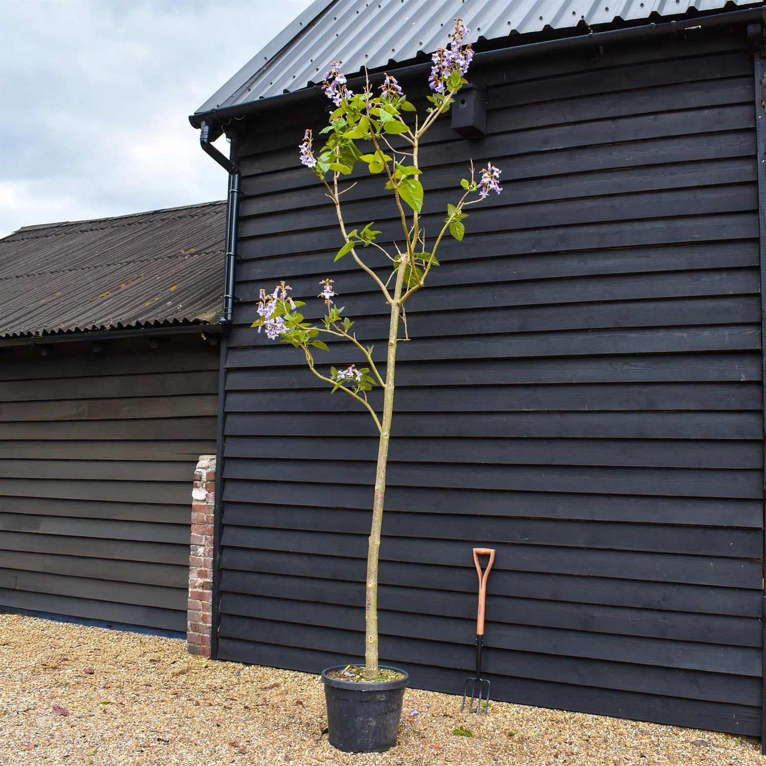 Paulownia tomentosa | Foxglove Tree - Girth 12-14cm - Height 300-350cm - 45lt