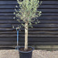 Olive Tree | Olea Europea 1/2 Std - 100-110cm, 50lt