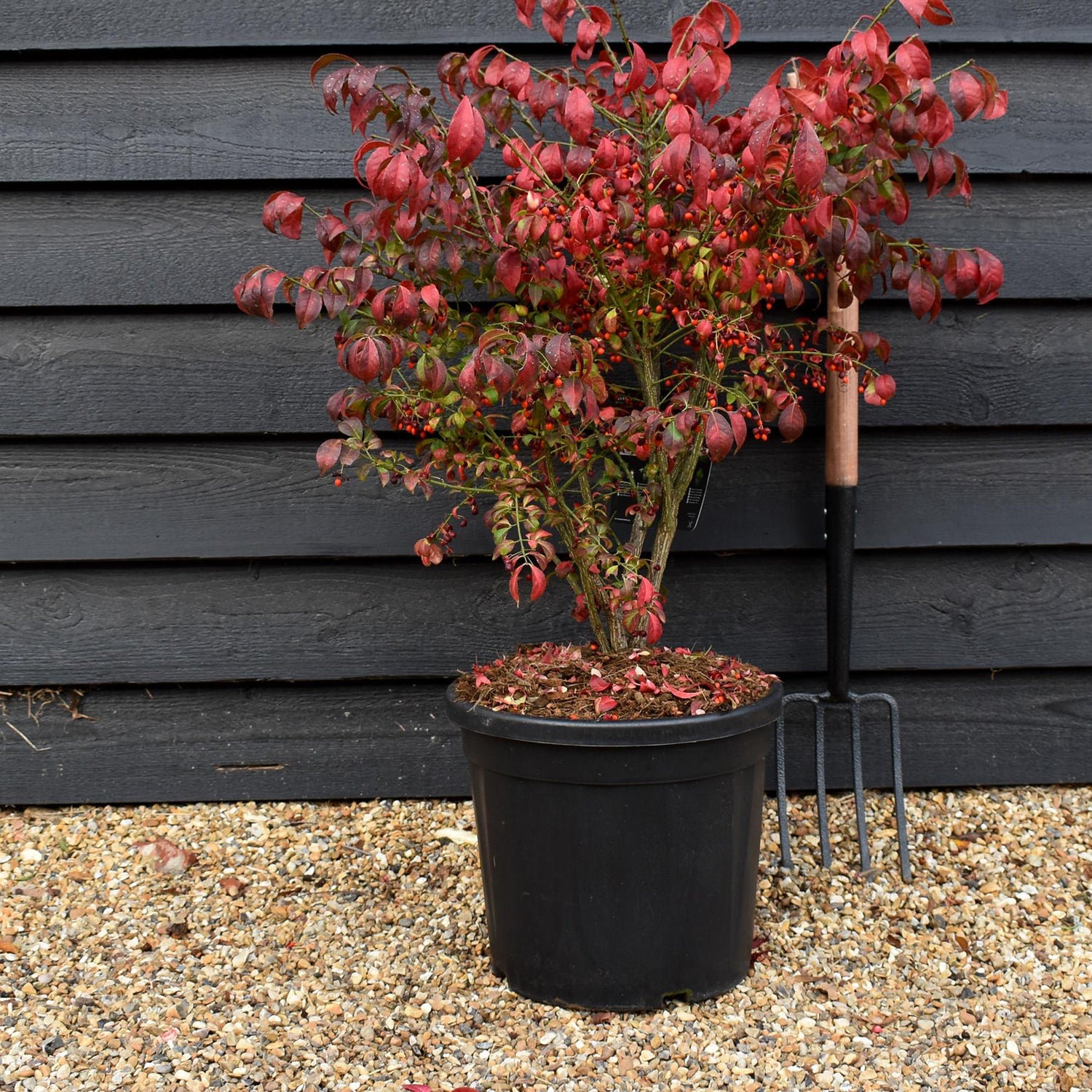 Euonymus alatus Compactus - Height 60-80cm - Bushy - 20lt