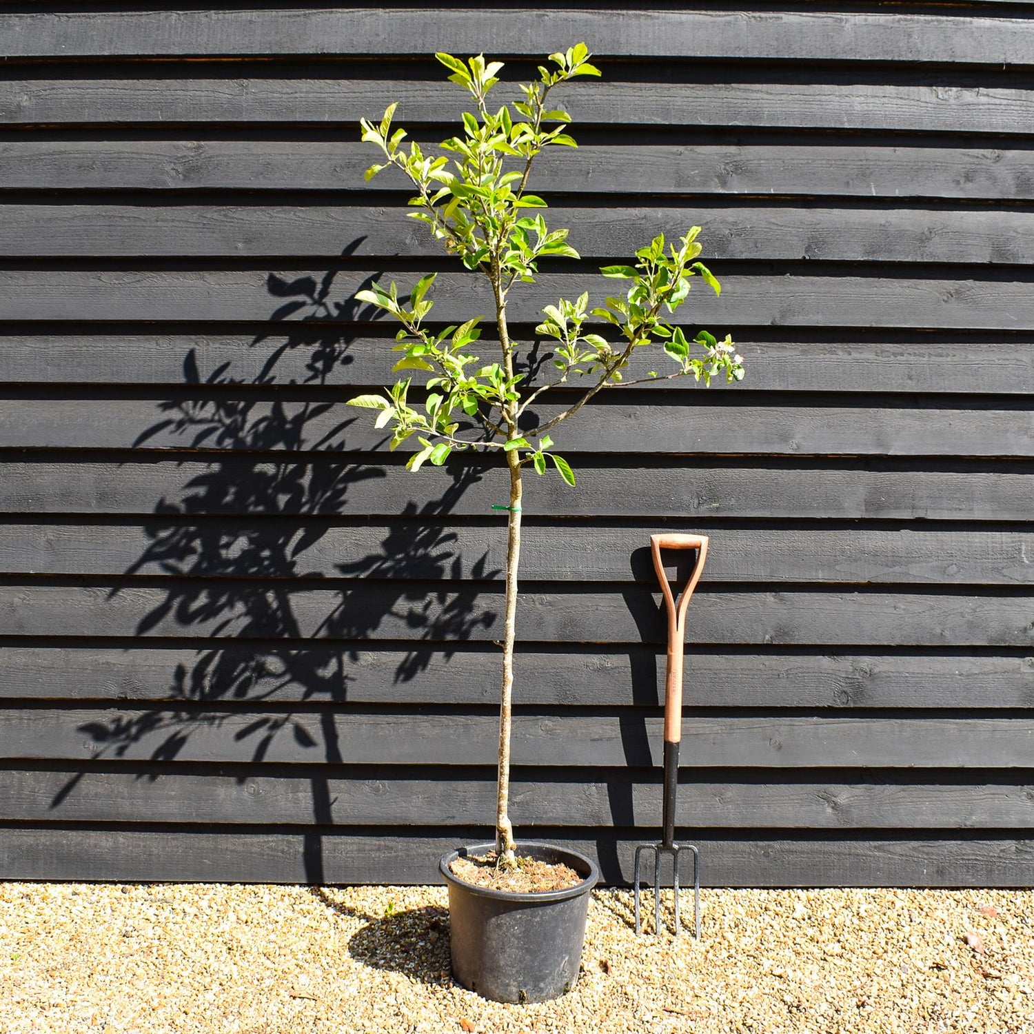 Apple tree 'Laxton's Superb' | Malus domestica - MM106 - Semi-Vigorous - Height 160-170cm - 20lt