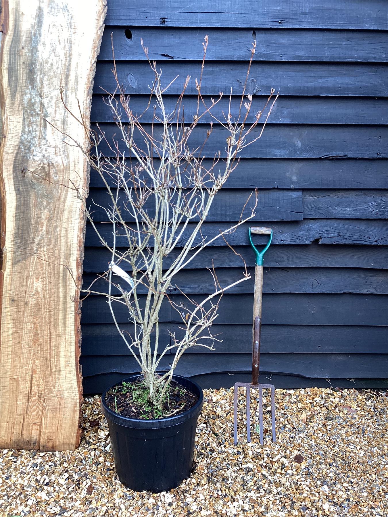 Weigela Bristol Ruby - 80-100cm - 35lt