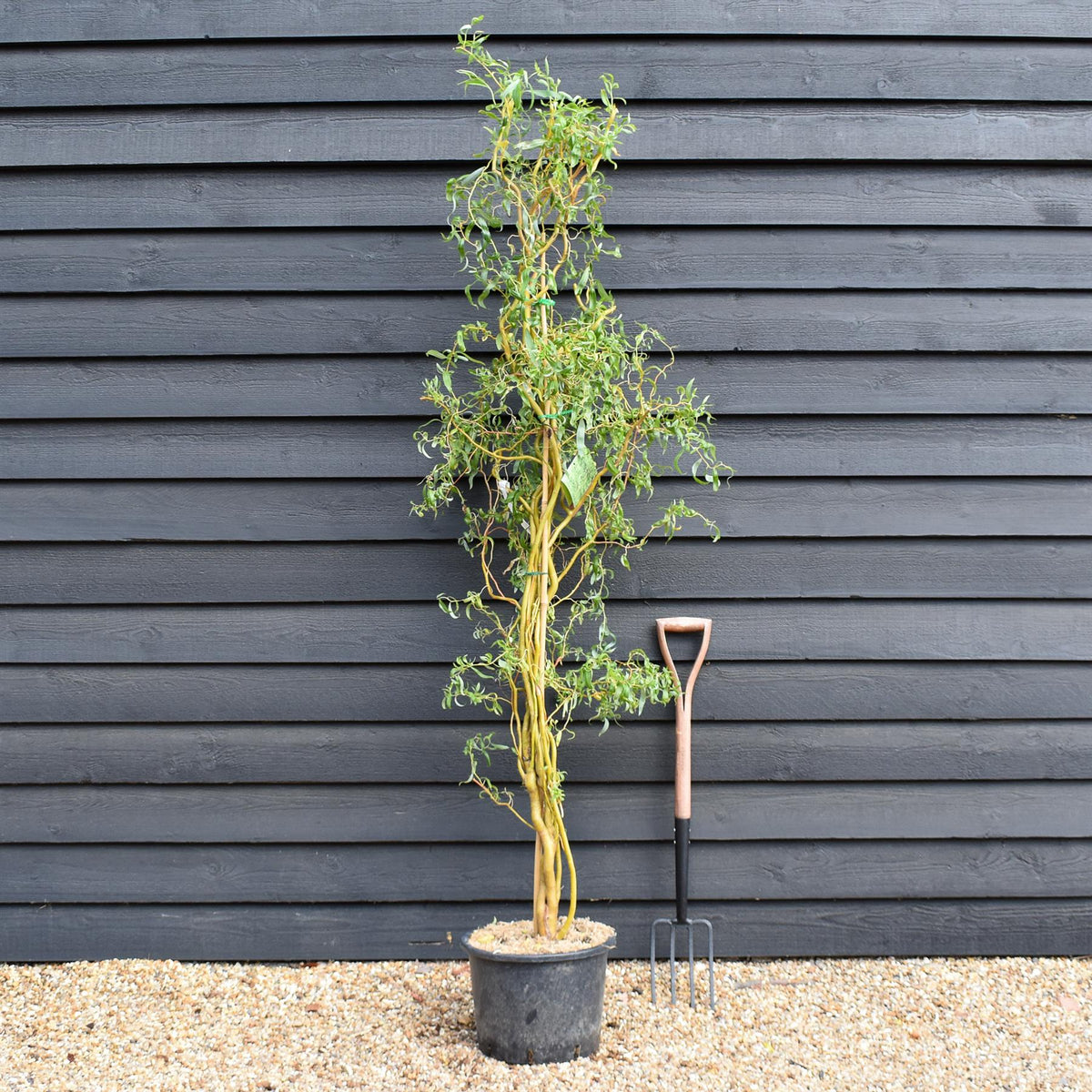 Salix x sepulcralis 'Erythroflexuosa' | Twisted Willow -  Tree - Height 150-200cm - 20lt
