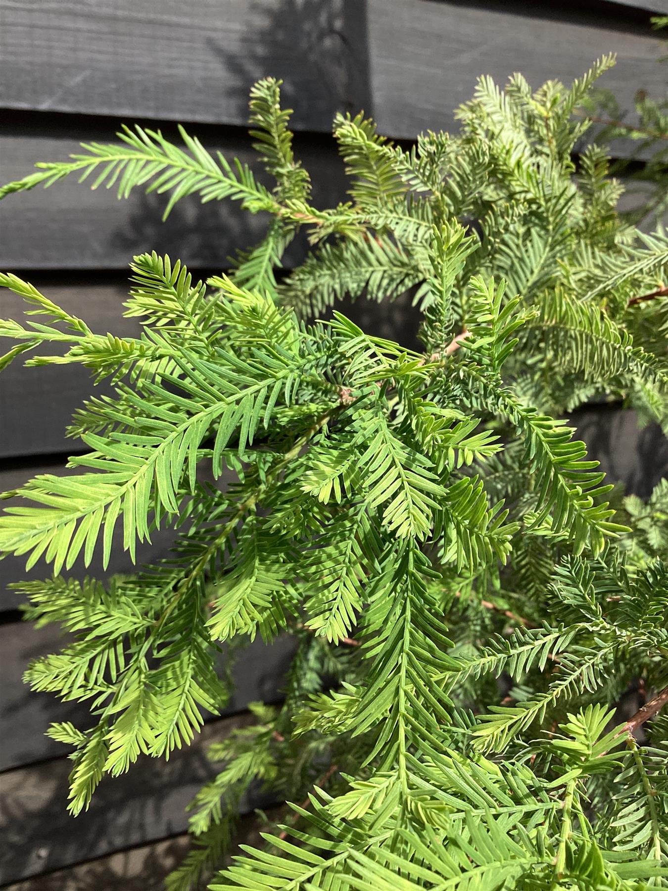 Taxodium distichum - 250-300cm, 35lt