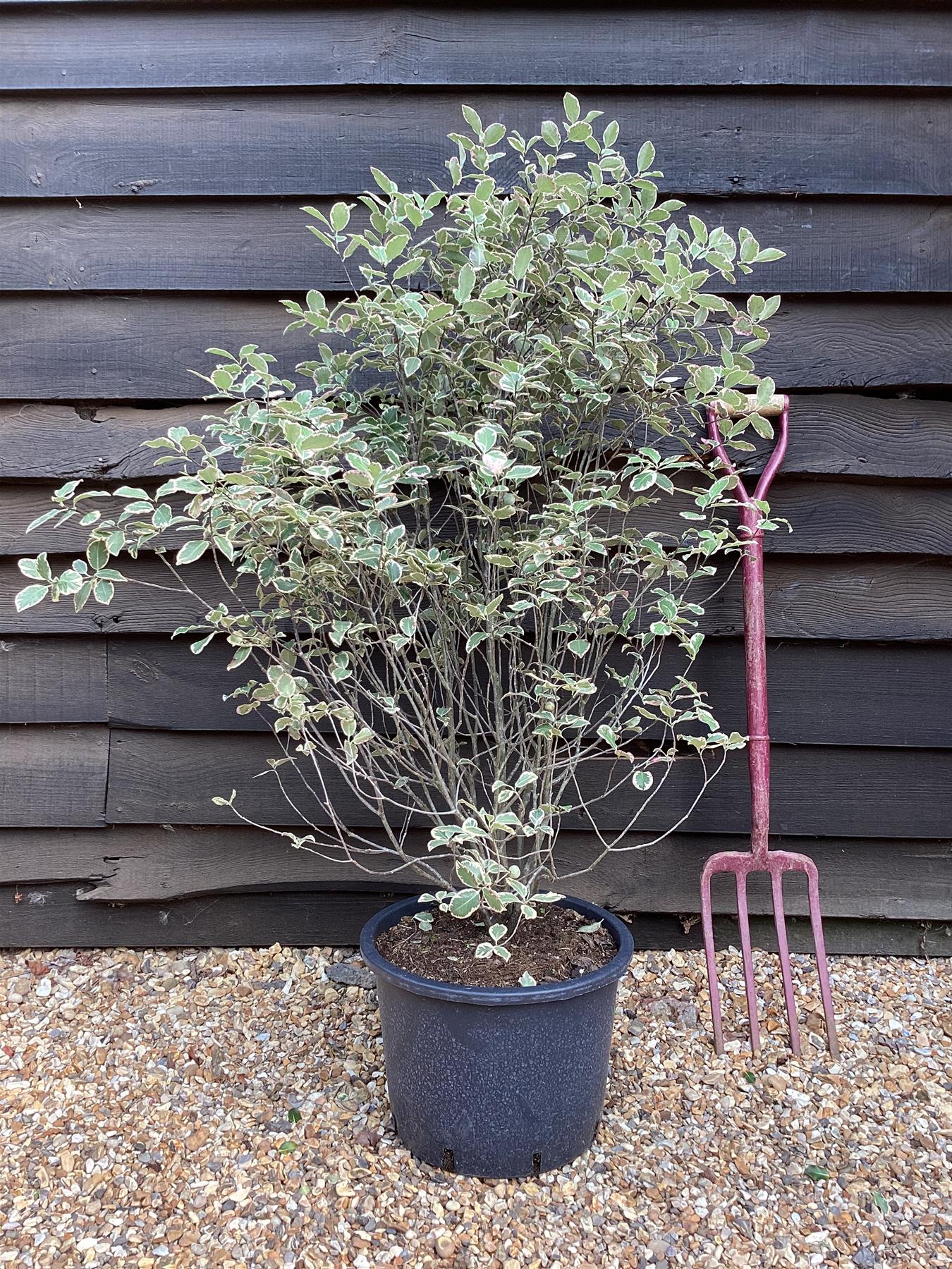 Pittosporum 'Garnettii' - 90-115cm - 20lt