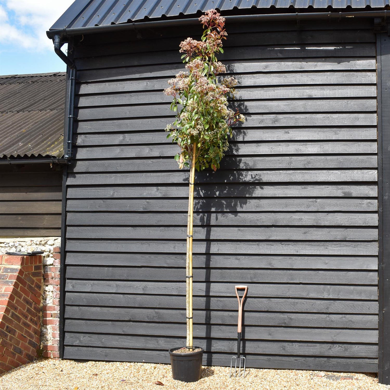 Photinia Red Robin | Christmas berry 'Red Robin' - 300-350cm - 8-10cm - 25lt