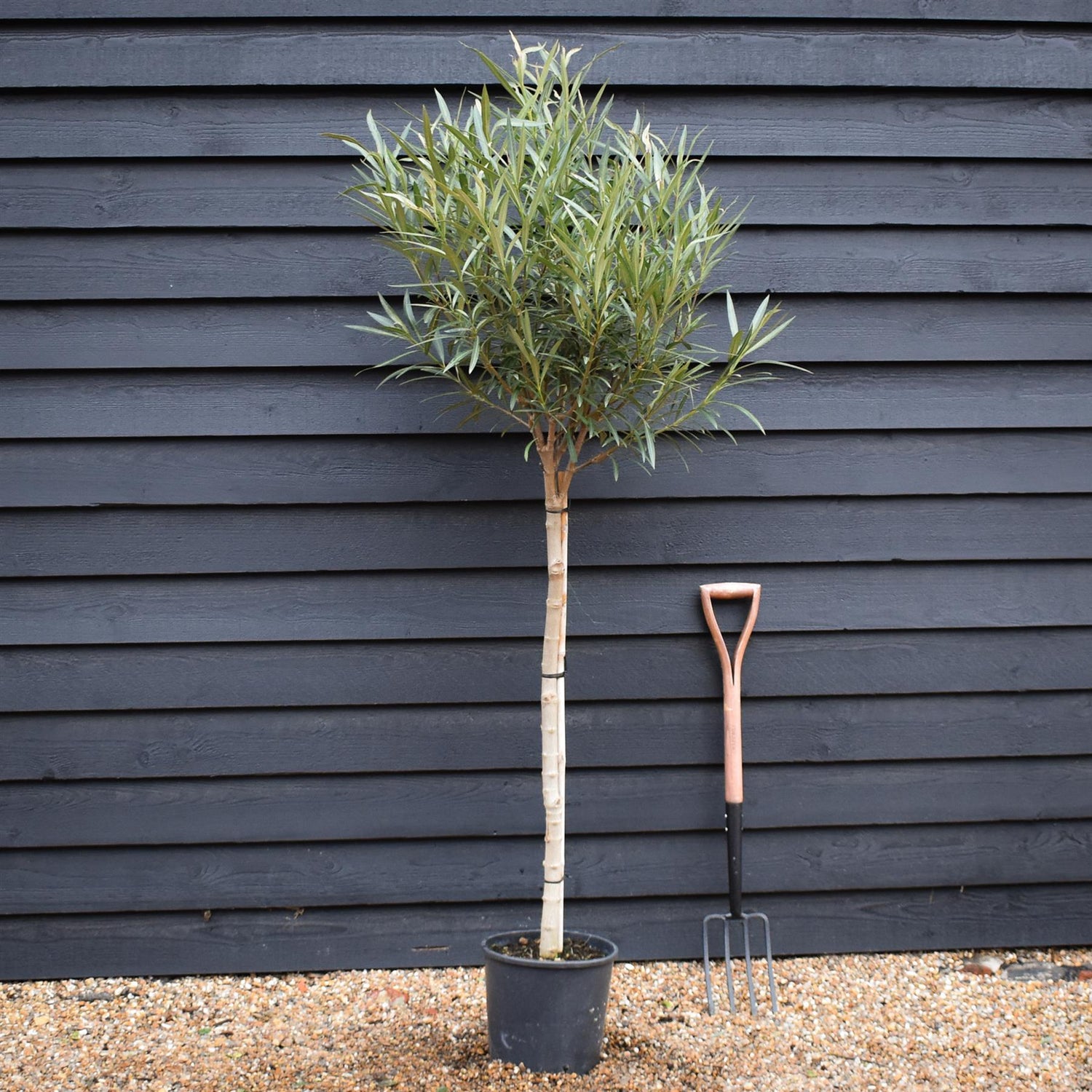 Nerium oleander - Albicocca Semplice - Clear Stem 90-100cm - Height 150-170cm - 15lt
