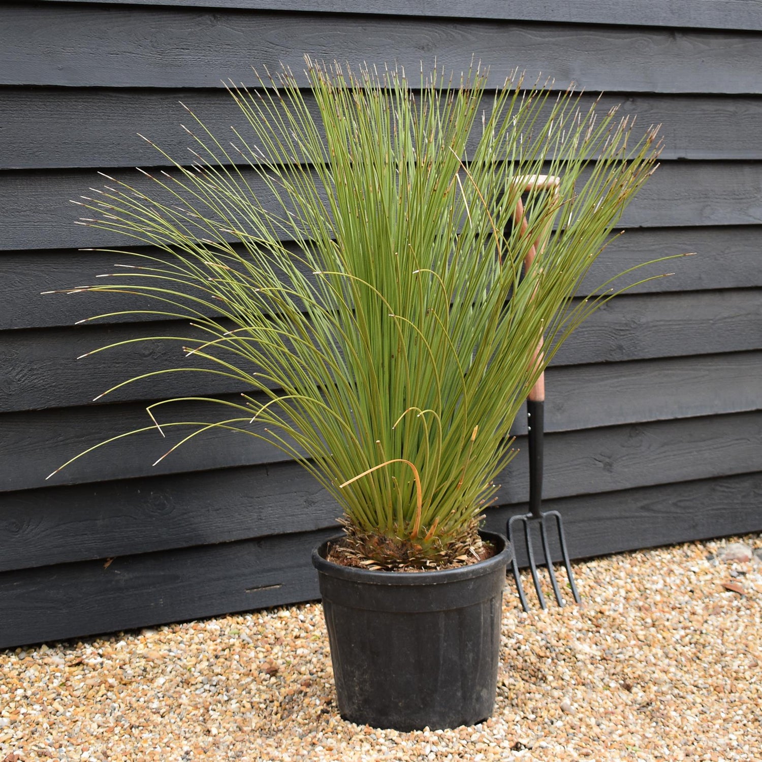 Dasylirion longissimum | Mexican Grass Tree - Height 120-130cm - 70lt
