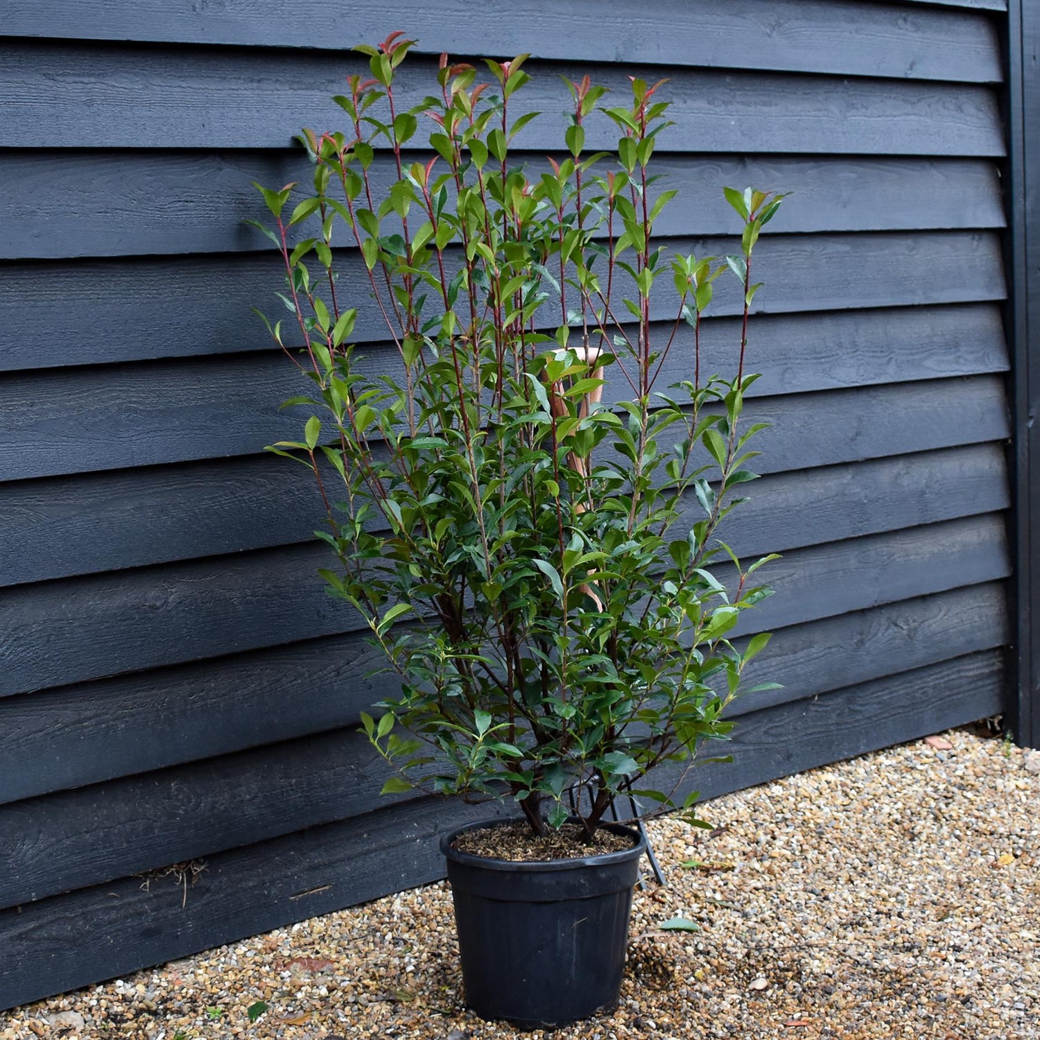 Photinia x fraseri Robusta Compacta - Shrub - Height 120-140cm - 15lt