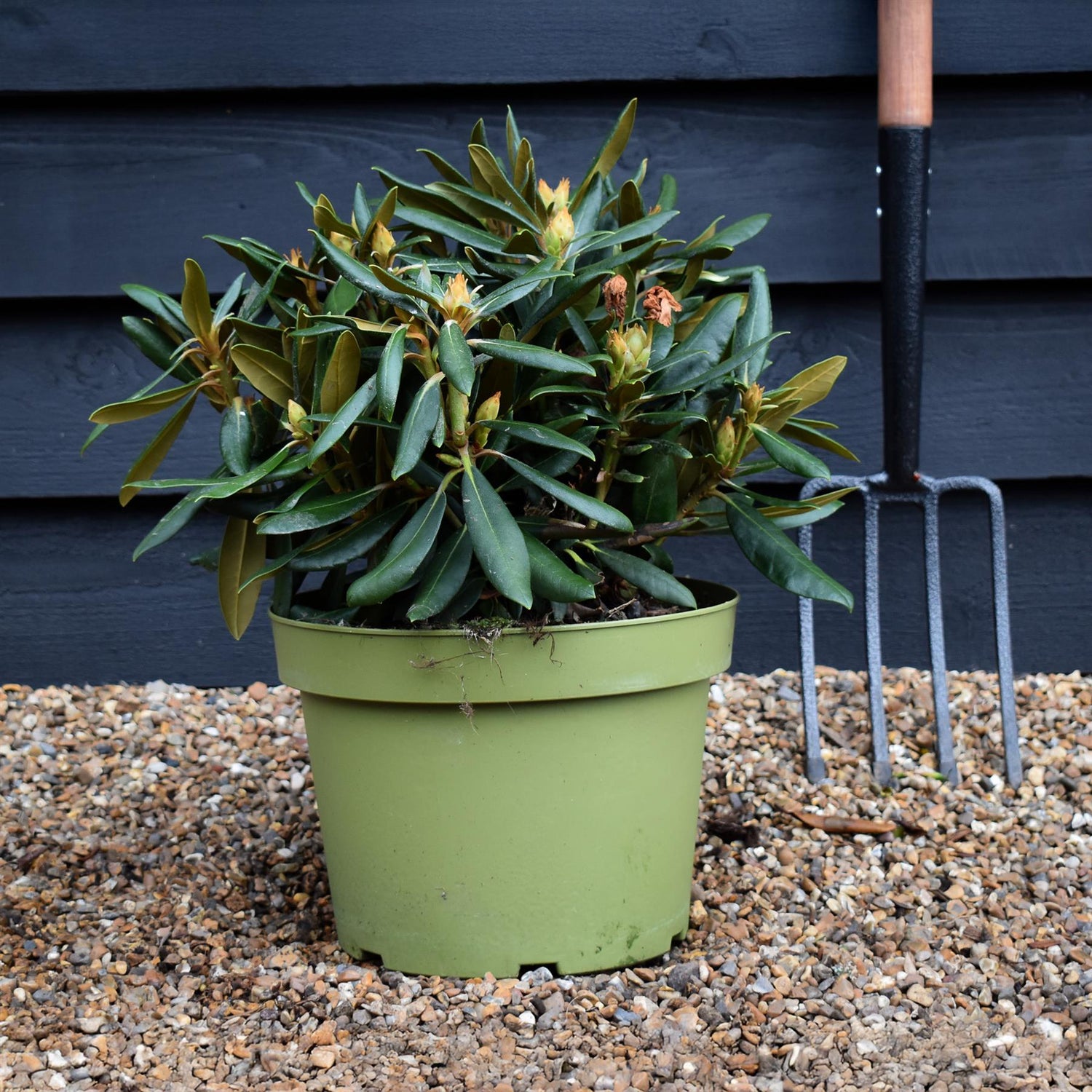 Rhododendron 'Kalinka' - Shrub - Height 60-70cm - 20lt