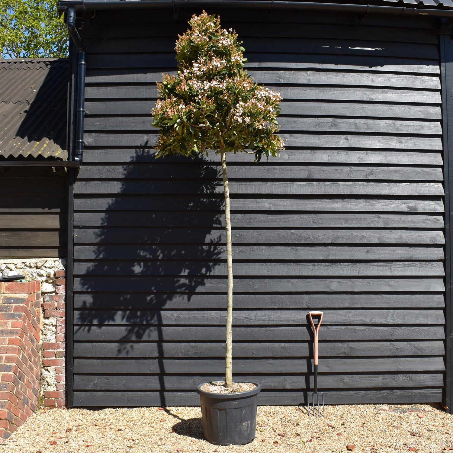 Eriobotrya japonica Tree | Loquat  -Standard - Clear Stem 190-200cm - Girth 12-14cm - Height 290-300cm - 70lt