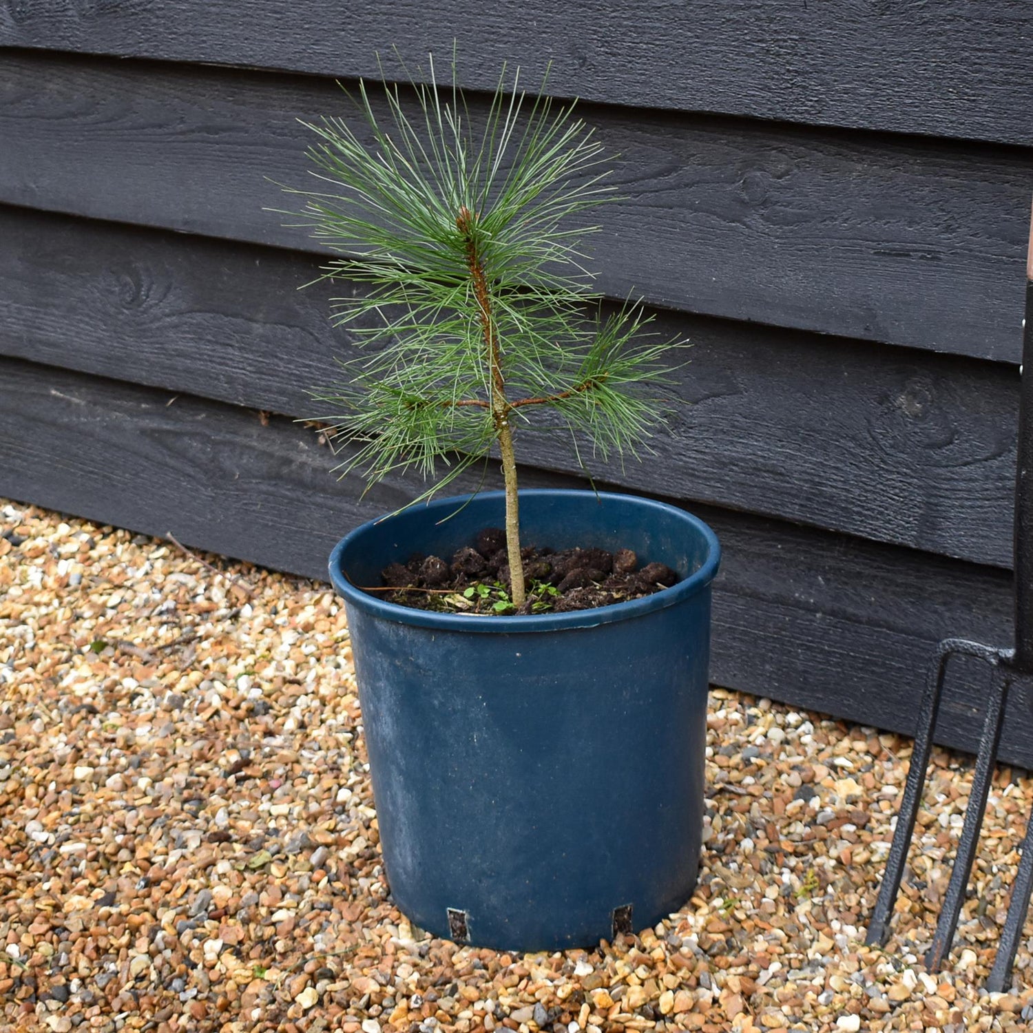 Pinus ponderosa - Western Yellow Pine - Height 90-120cm - 12lt