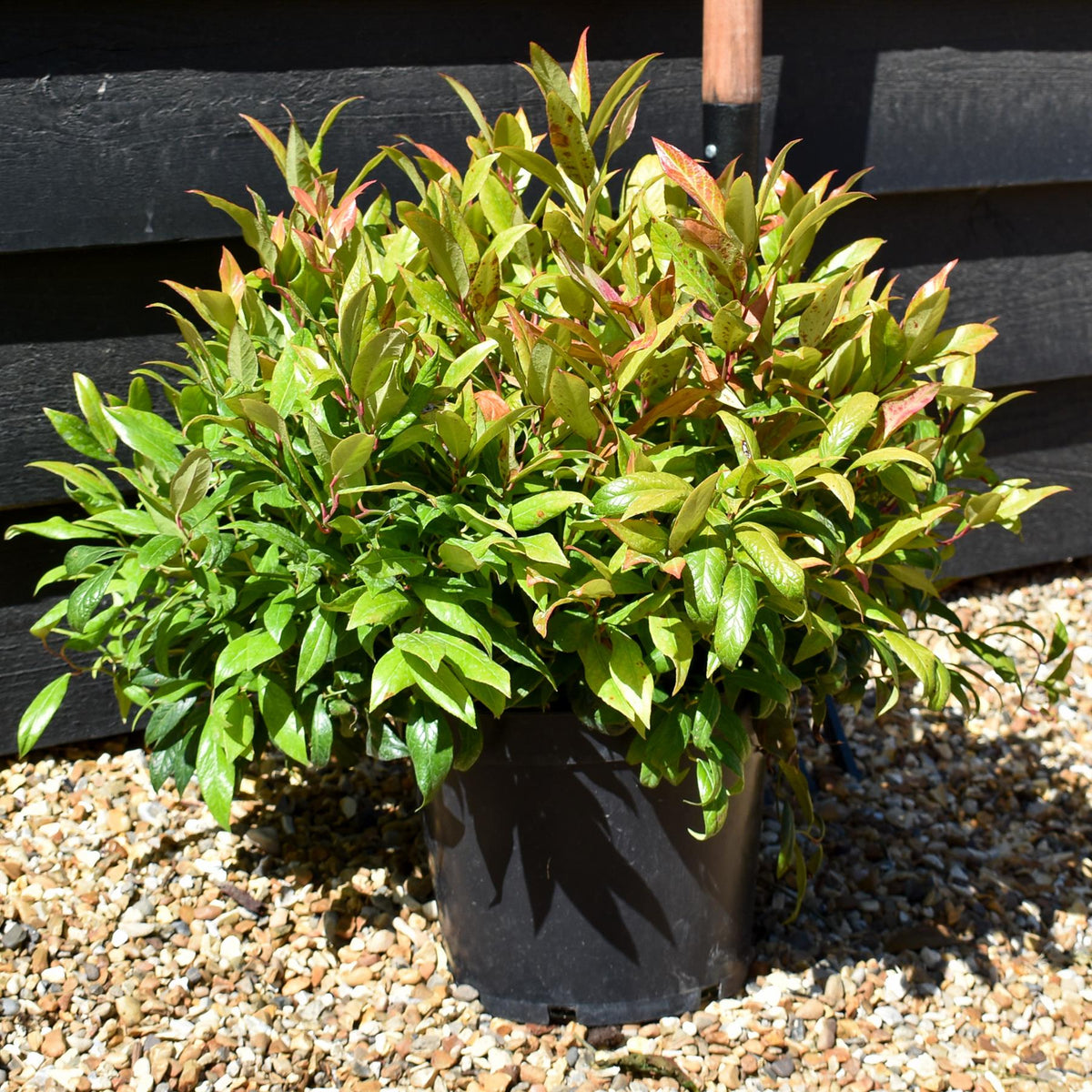 Leucothoe Scarletta 'Zeblid' | Dog Hobble - Height 25-45cm - 5lt