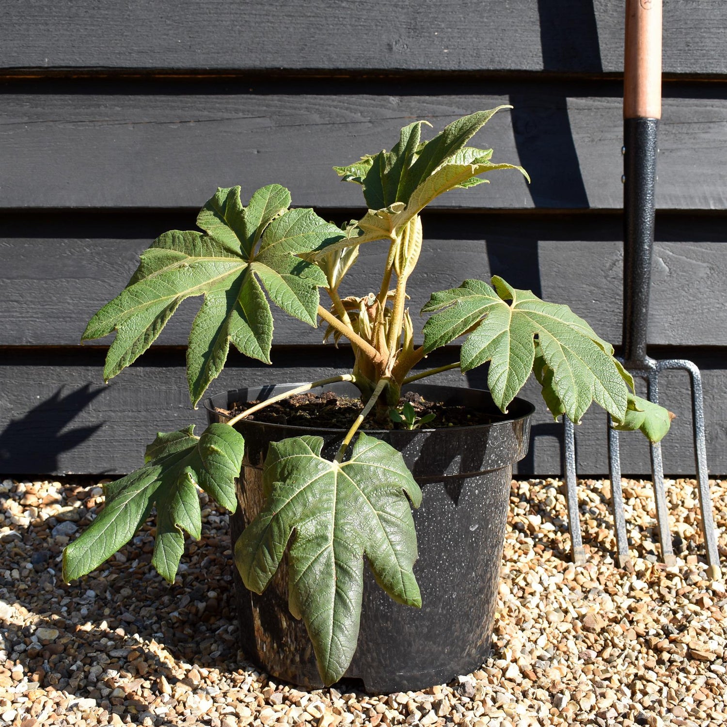 Tetrapanax papyrifera 'Rex' - Shrub - Height 30cm - 10lt