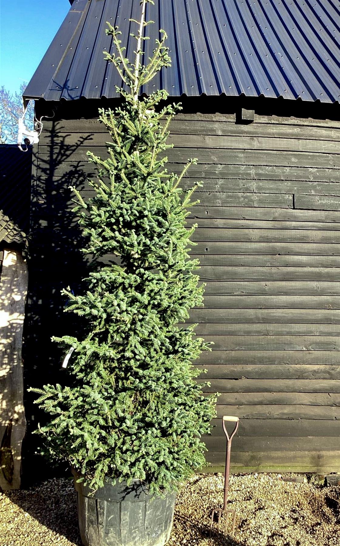 Abies Pinsapo Glauca | Blue Spanish fir - Height 380-420cm, 230lt