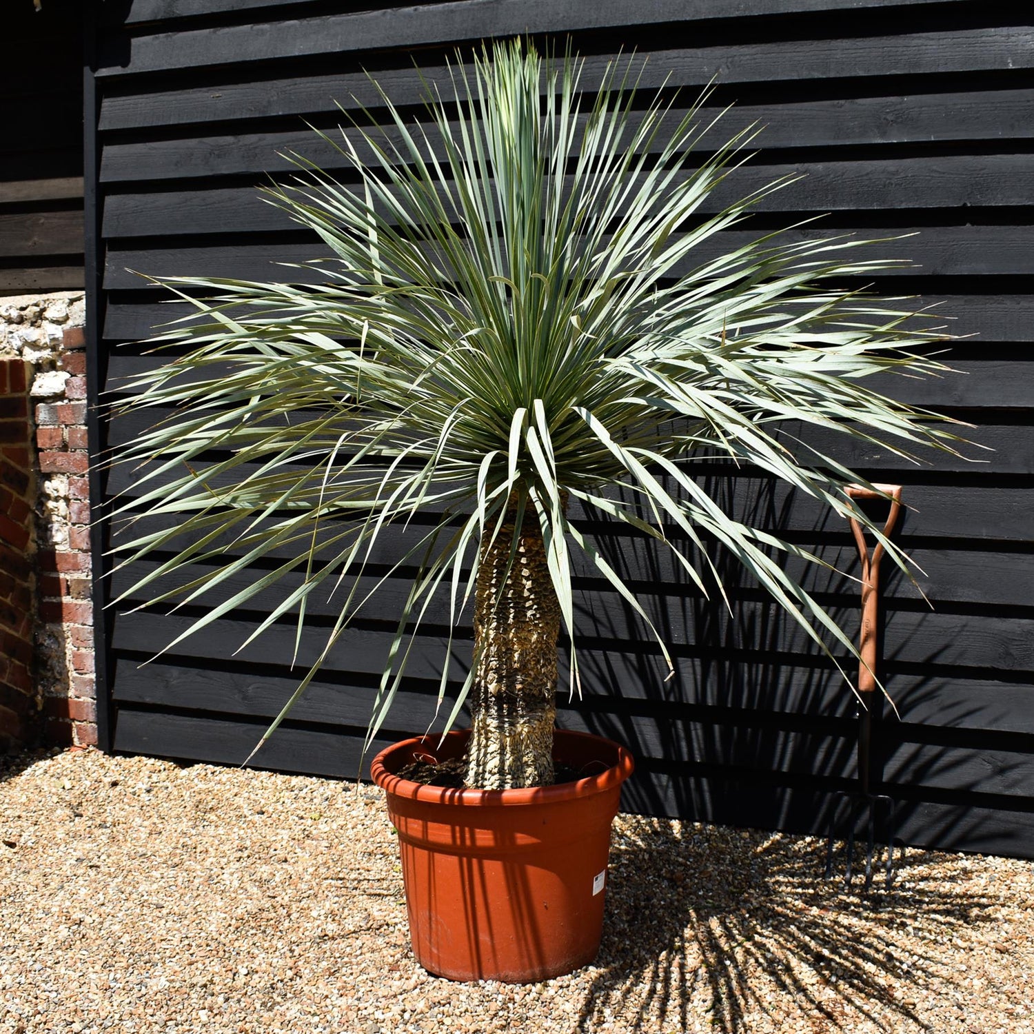Yucca rostrata 'Blue Swan' - Stem 40-50cm - Height 120-130cm - 45lt